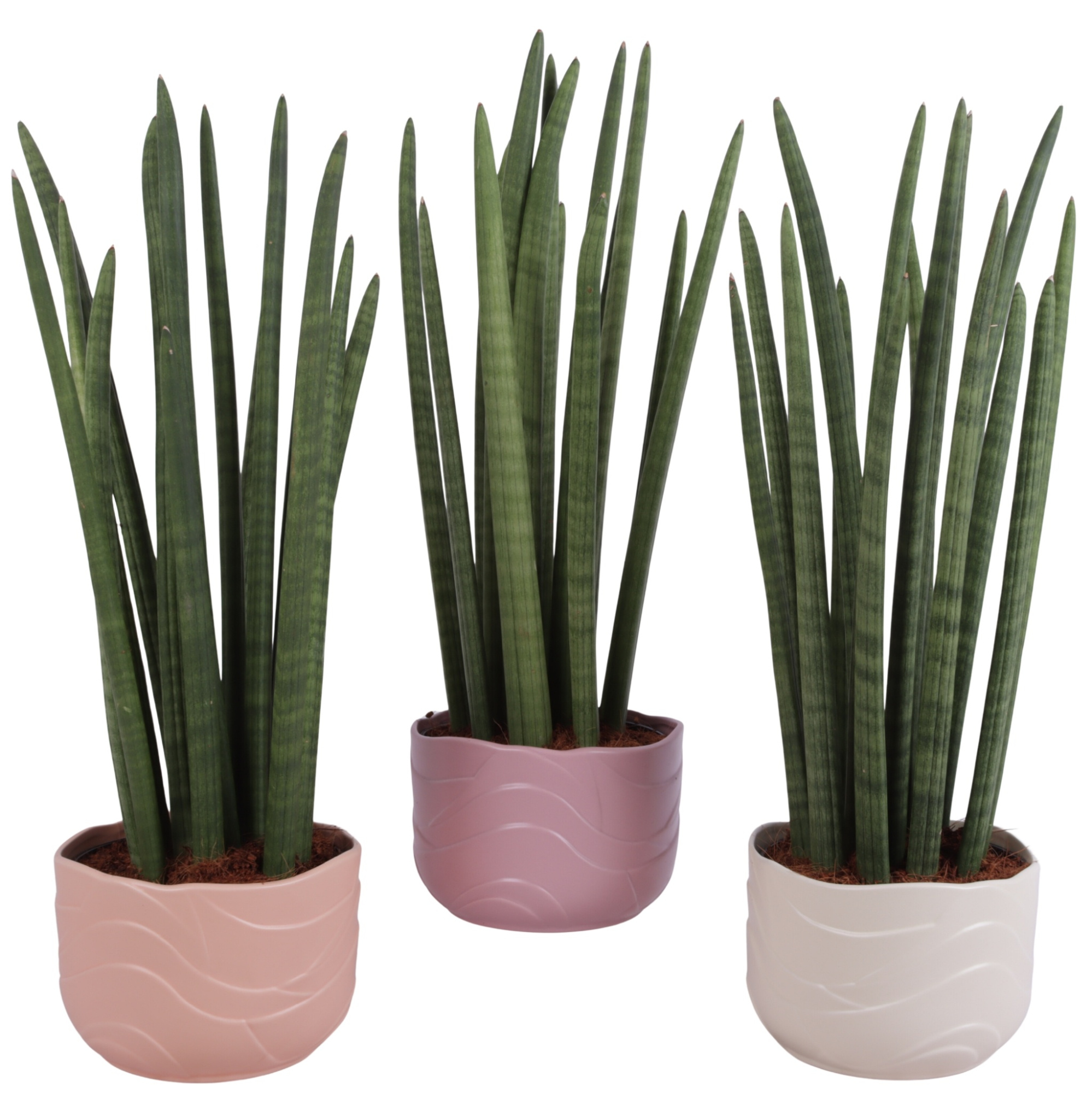 Sansevieria Cylin, Straight 14 Leaf Ø17cm in Ø20cm Ceramic SE660, D 20