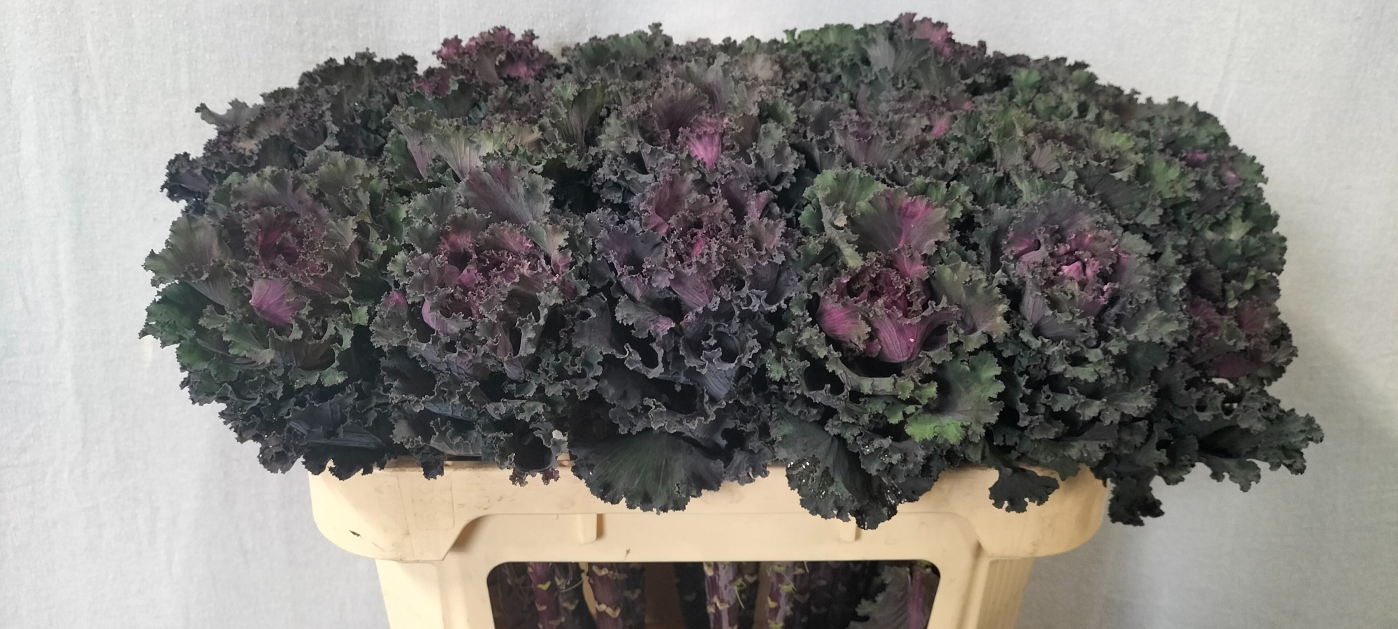 Брассика Блэк Энджел 70, шт.