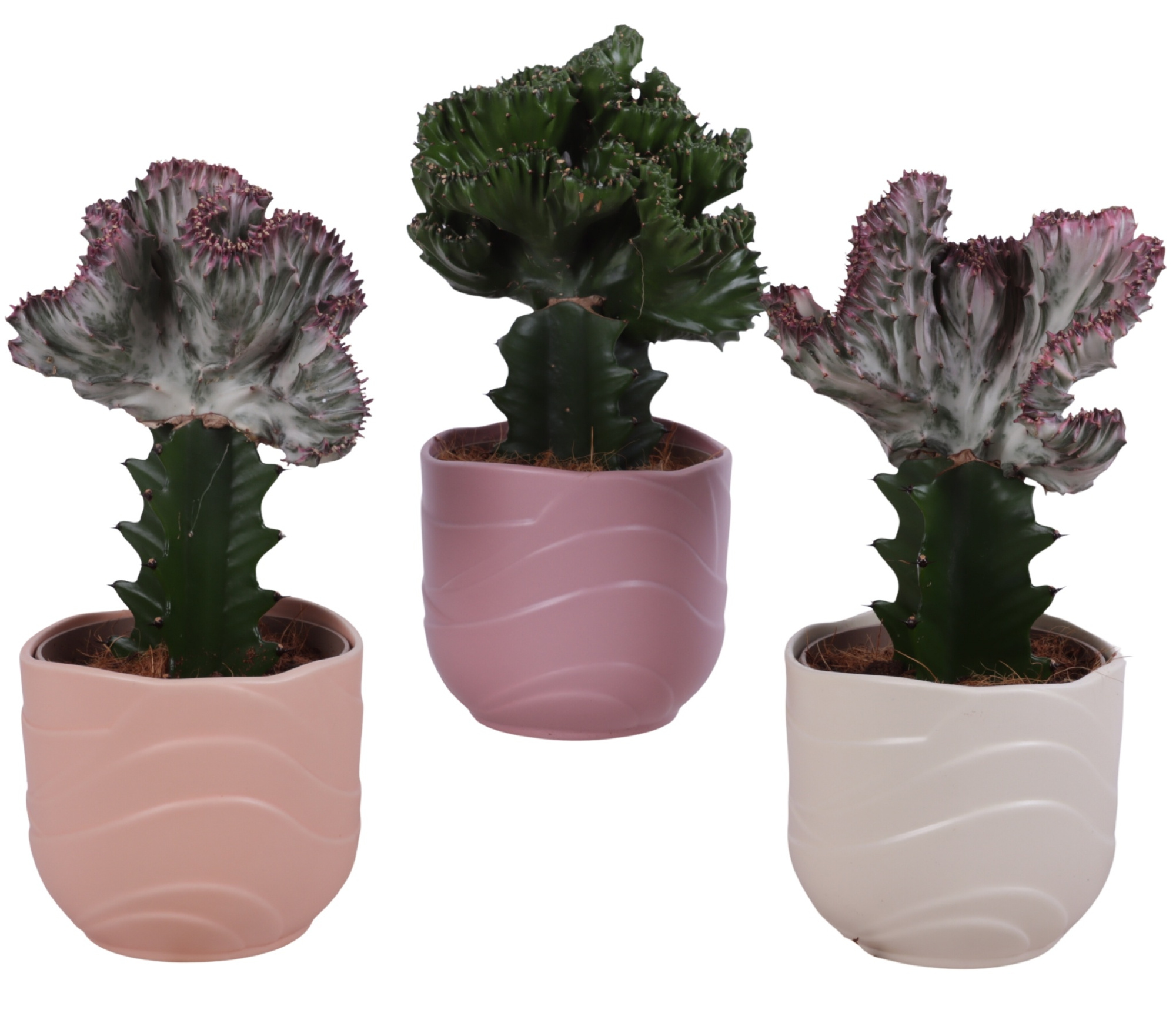 Cactus mix Euphorbia l. Ø12cm in Ø14cm Ceramic SE660, D 14