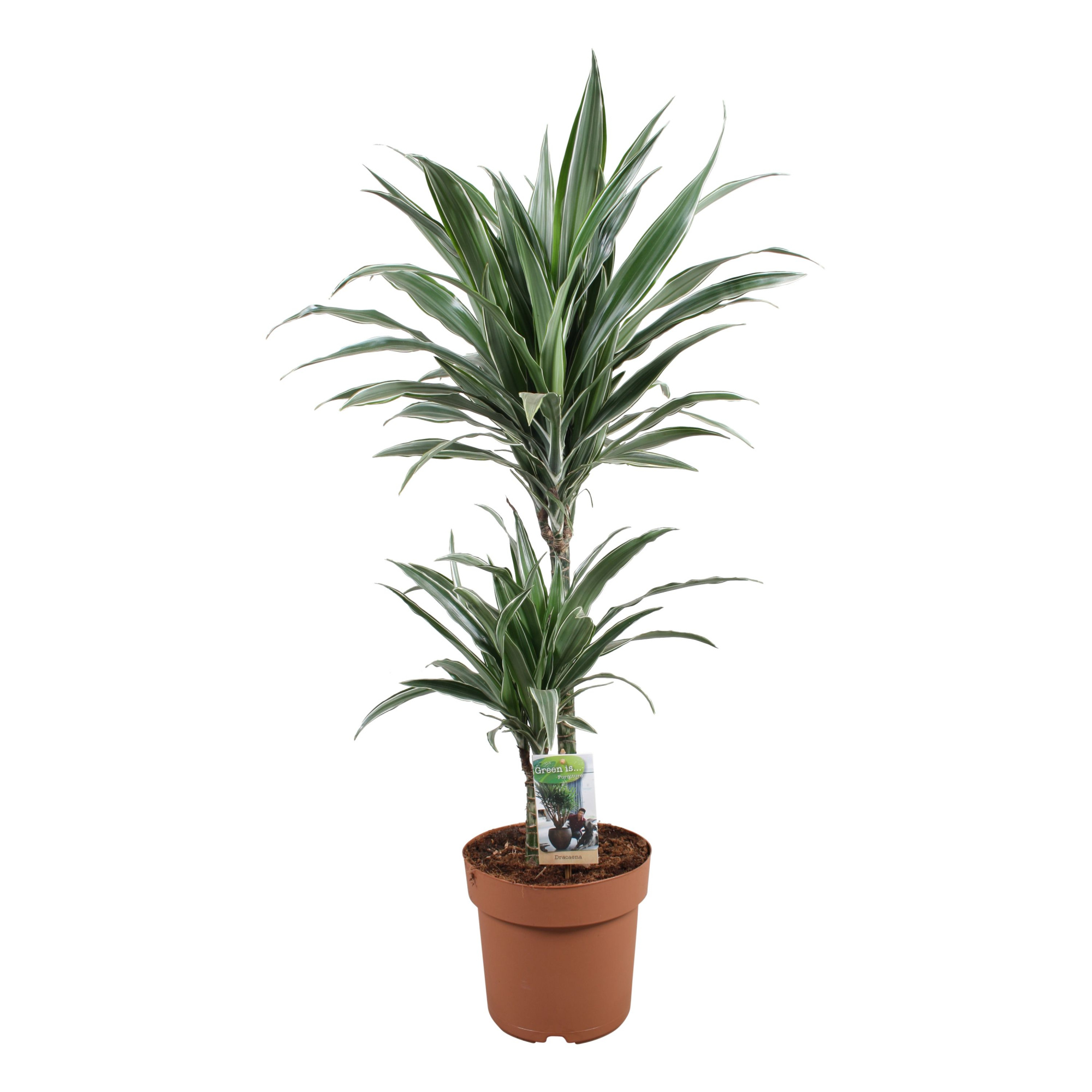 Dracaena Warneckei 45-15, D 21