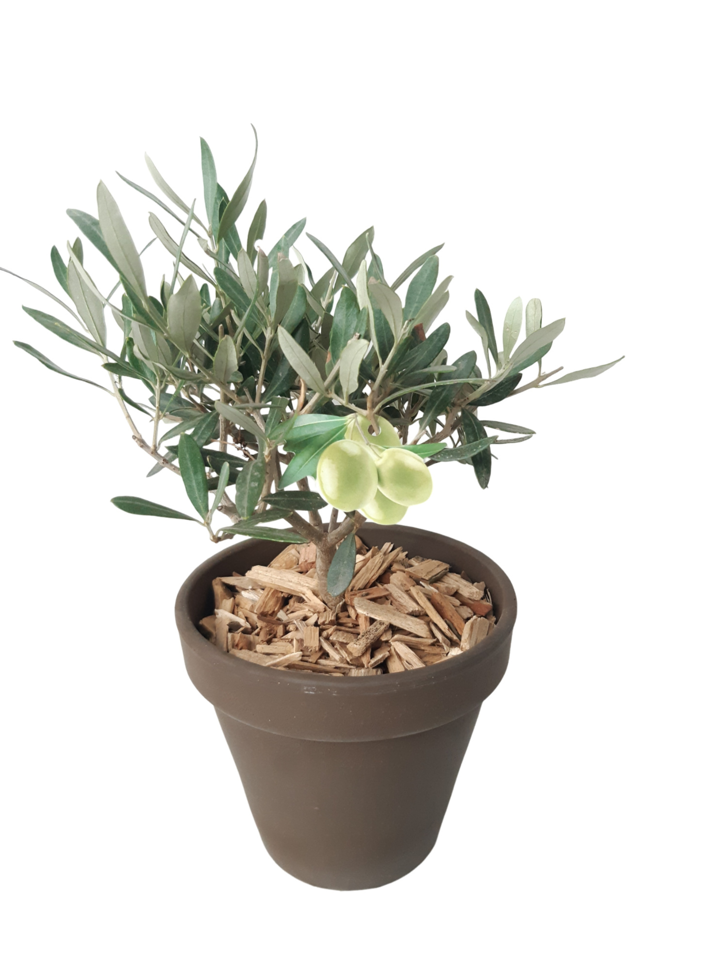 BLP16OLE terrasbloempot grijs Olea Europaea Bush, D 16