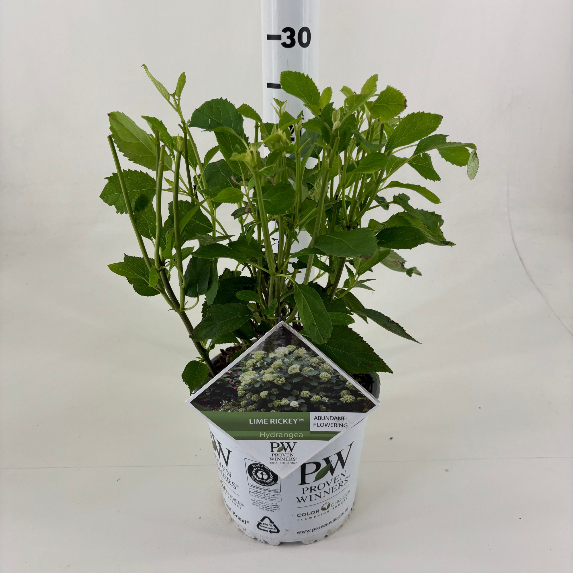 Hydrangea arborescens 'Lime Rickey', D 19 cm