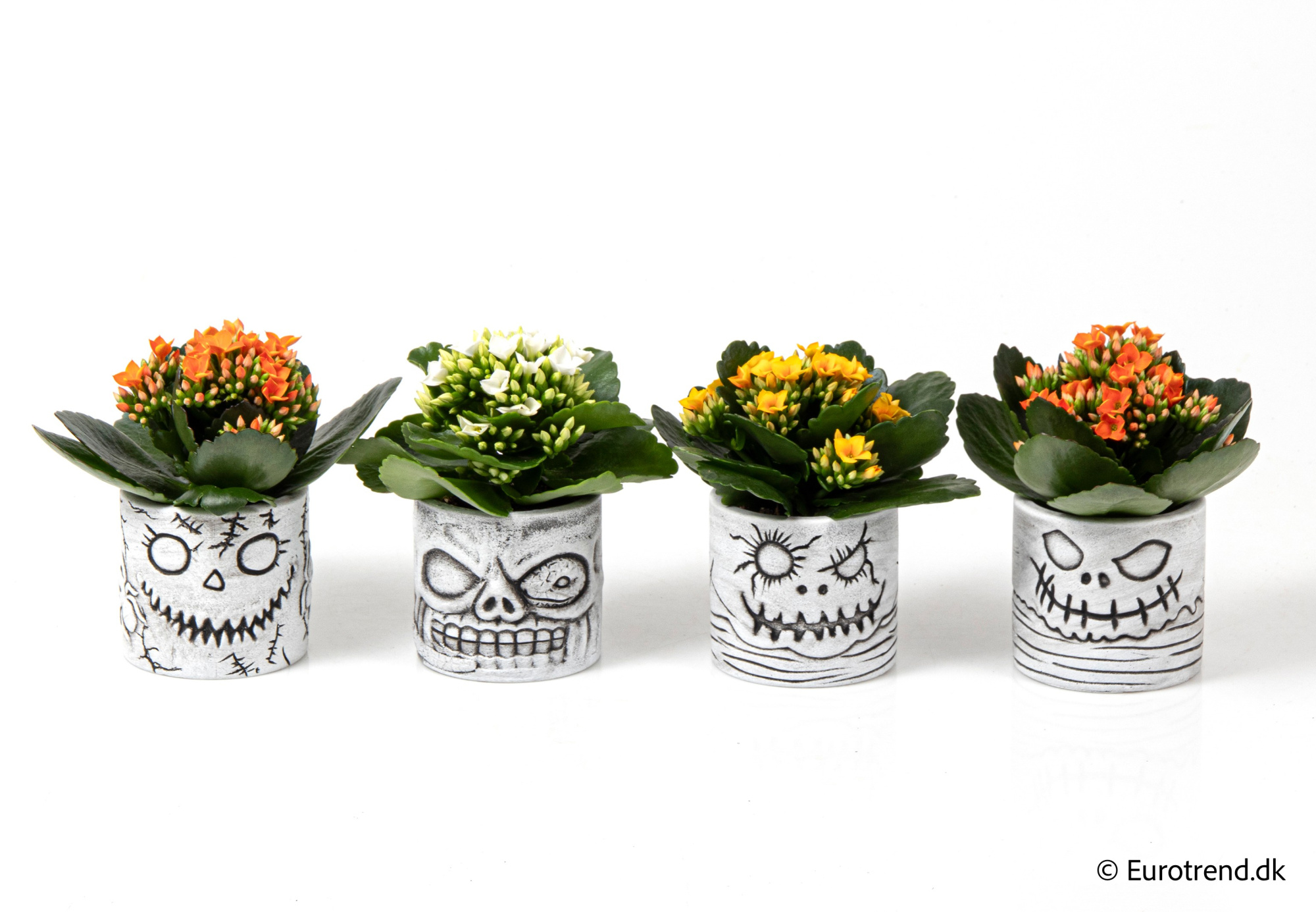 Kalanchoe in Halloween ceramic 2025, D 6 cm
