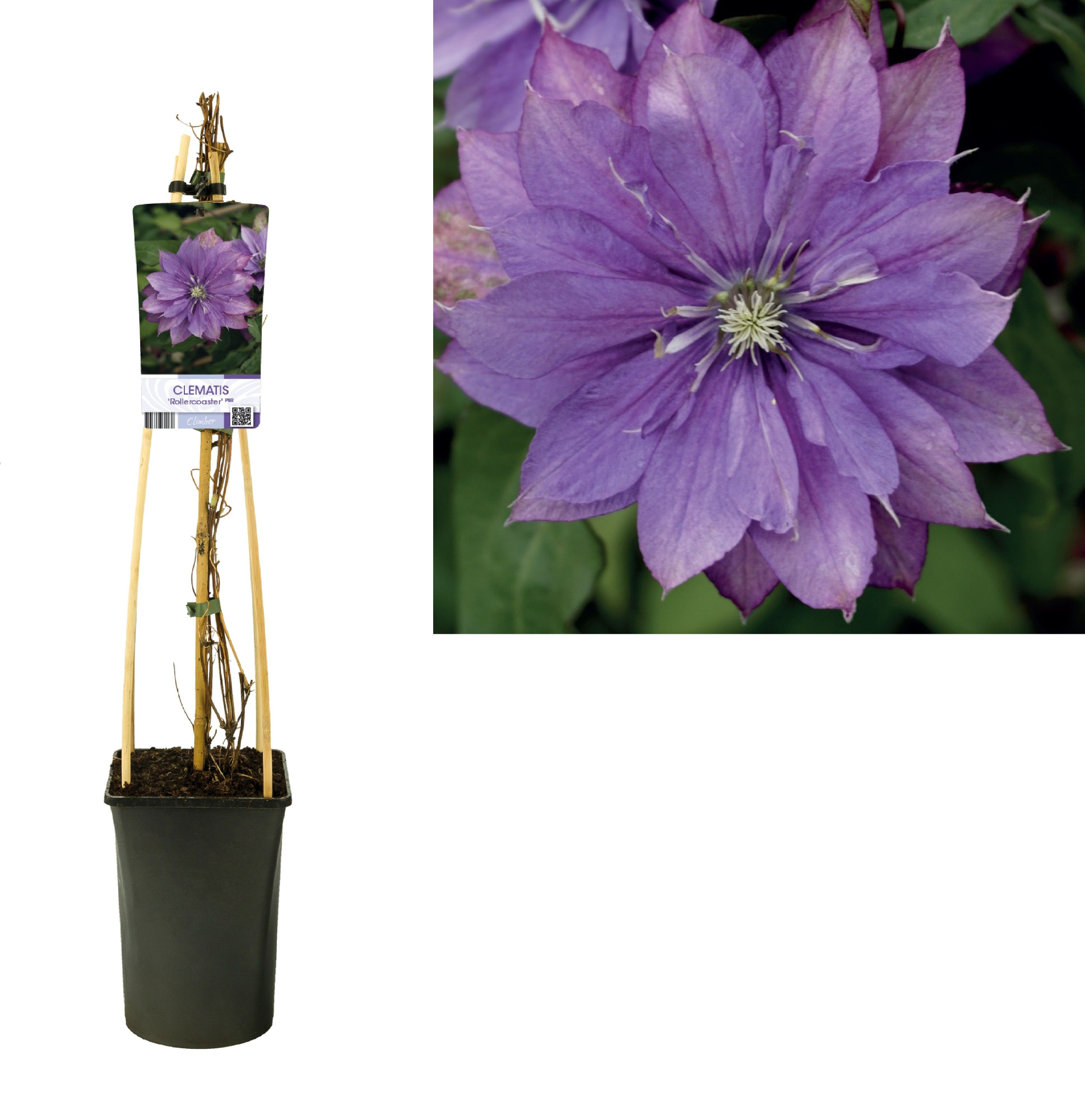 Clematis 'Rollercoaster' PBR +light label, D 17 cm