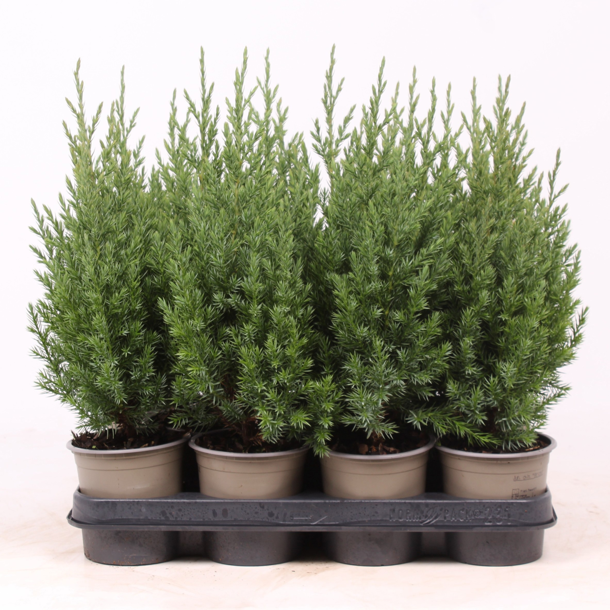 Juniperus chinensis 'Stricta', D 11 cm