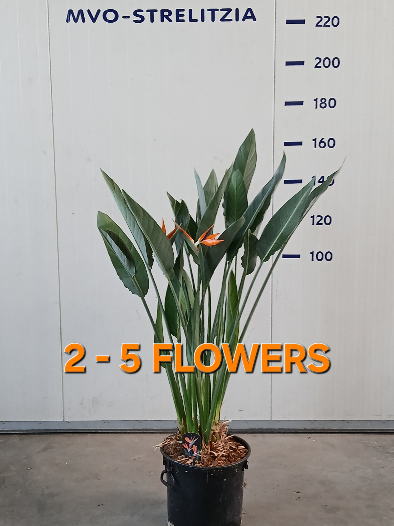 Strelitzia reginae 140-160 2-5 bloem standaard, D 40