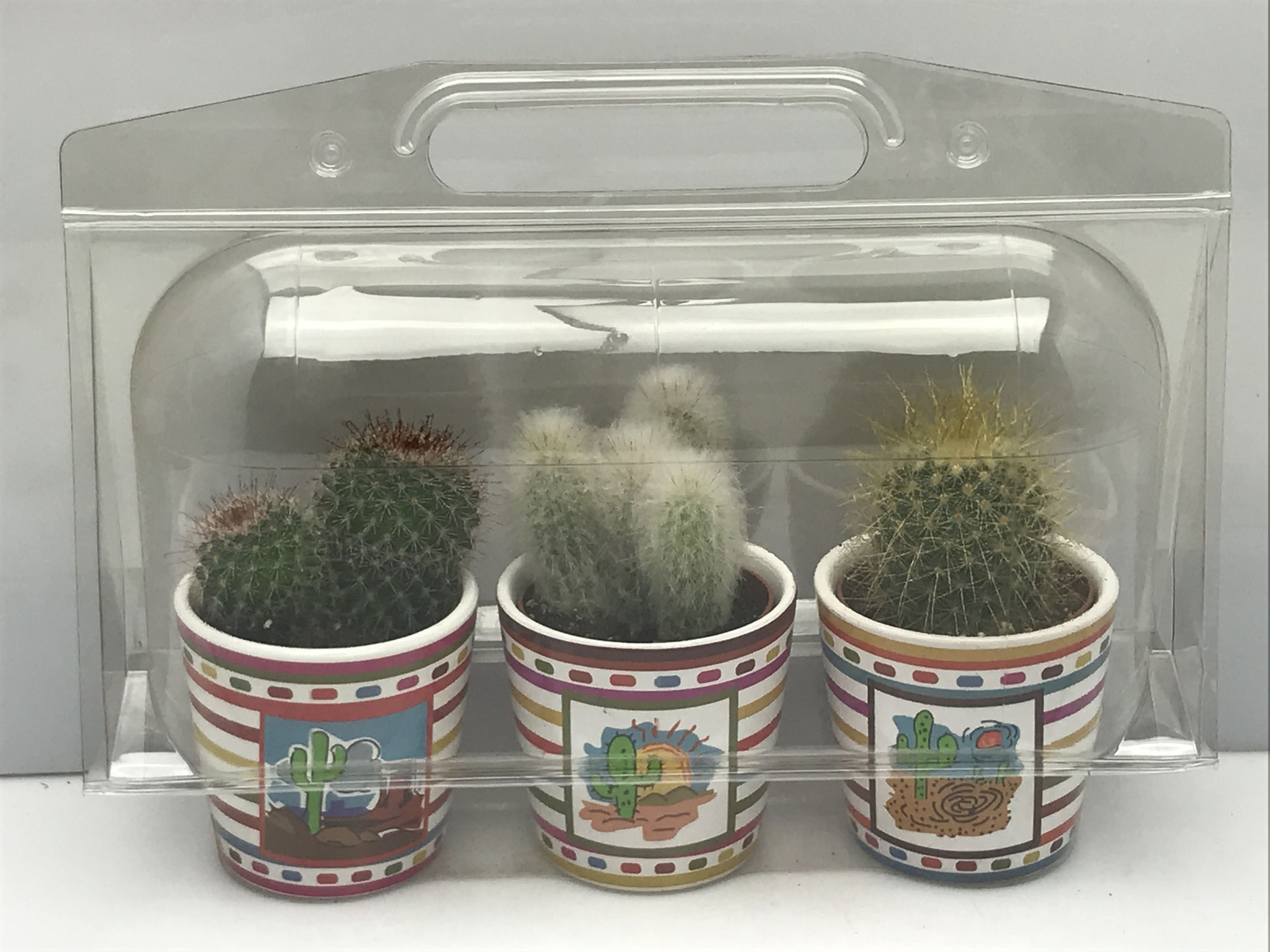 282 Trioblister mexicopot cac 6,5 cm, D 8