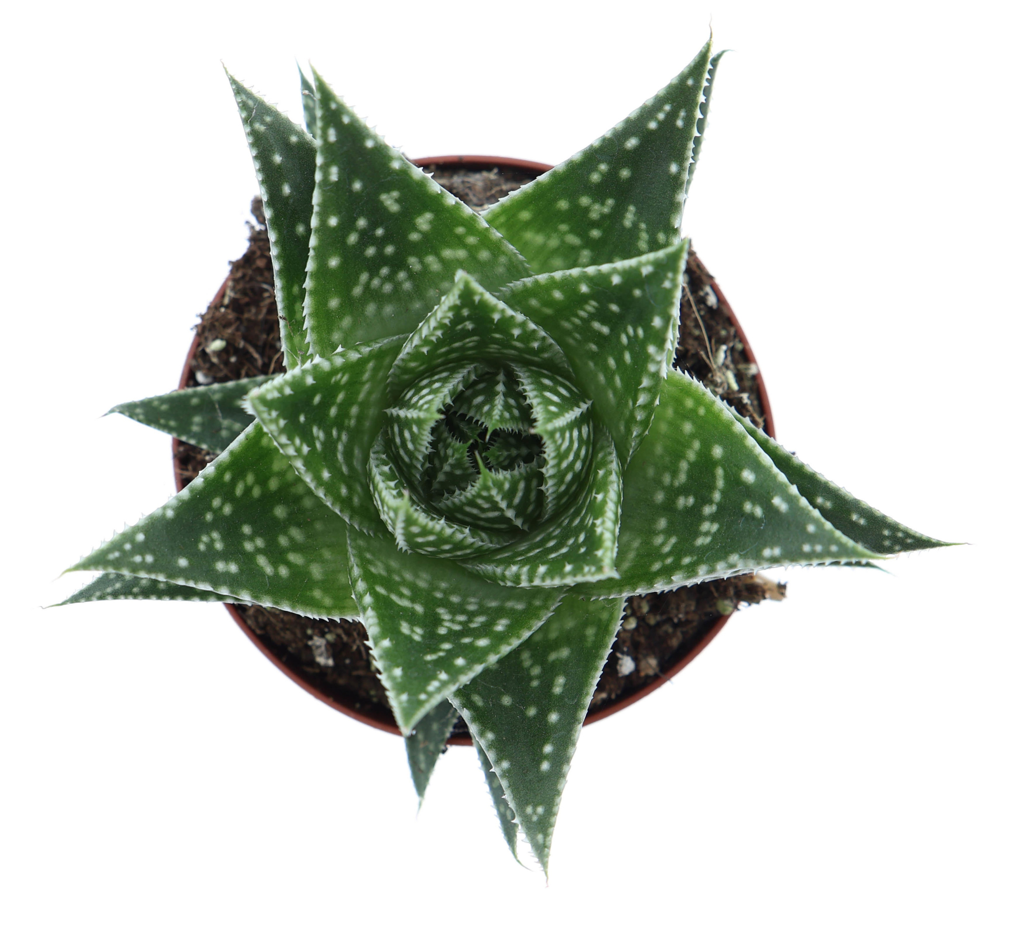 Gasteria Durban, D 8,5