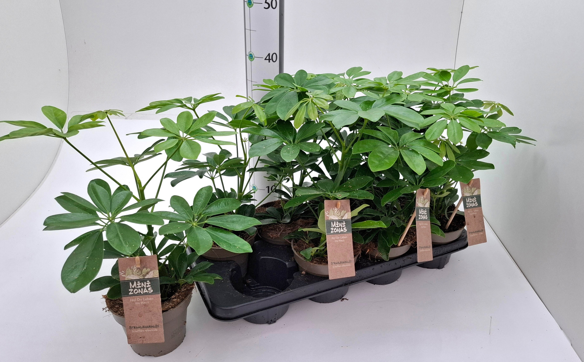 Schefflera Nora Grün, D 13