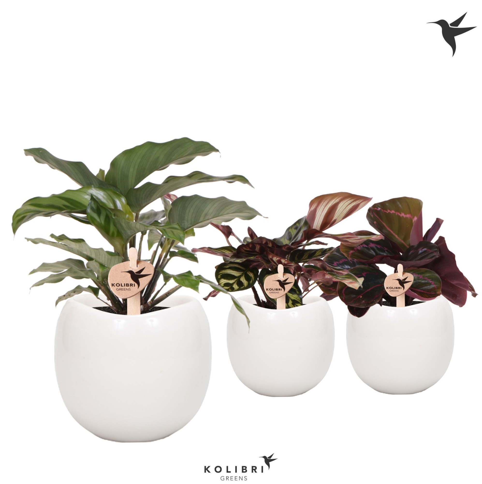 Kolibri Greens Calathea mix in Bowl pot white, D 9 cm
