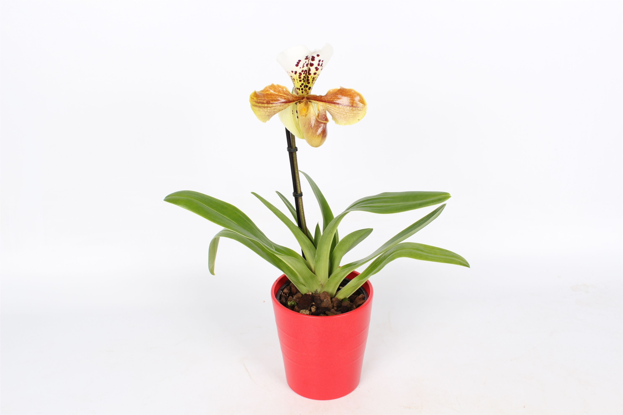 Paphiopedilum U.S.A. mix met rood keramiek, D 14