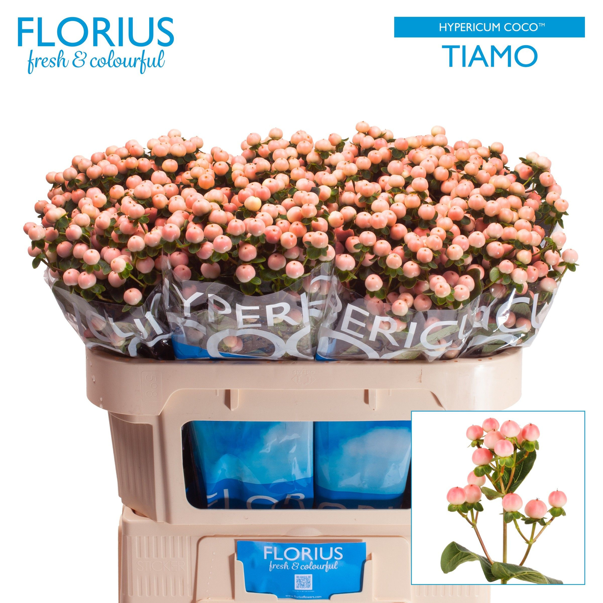 Гипперикум Коко Тиамо 70, шт.