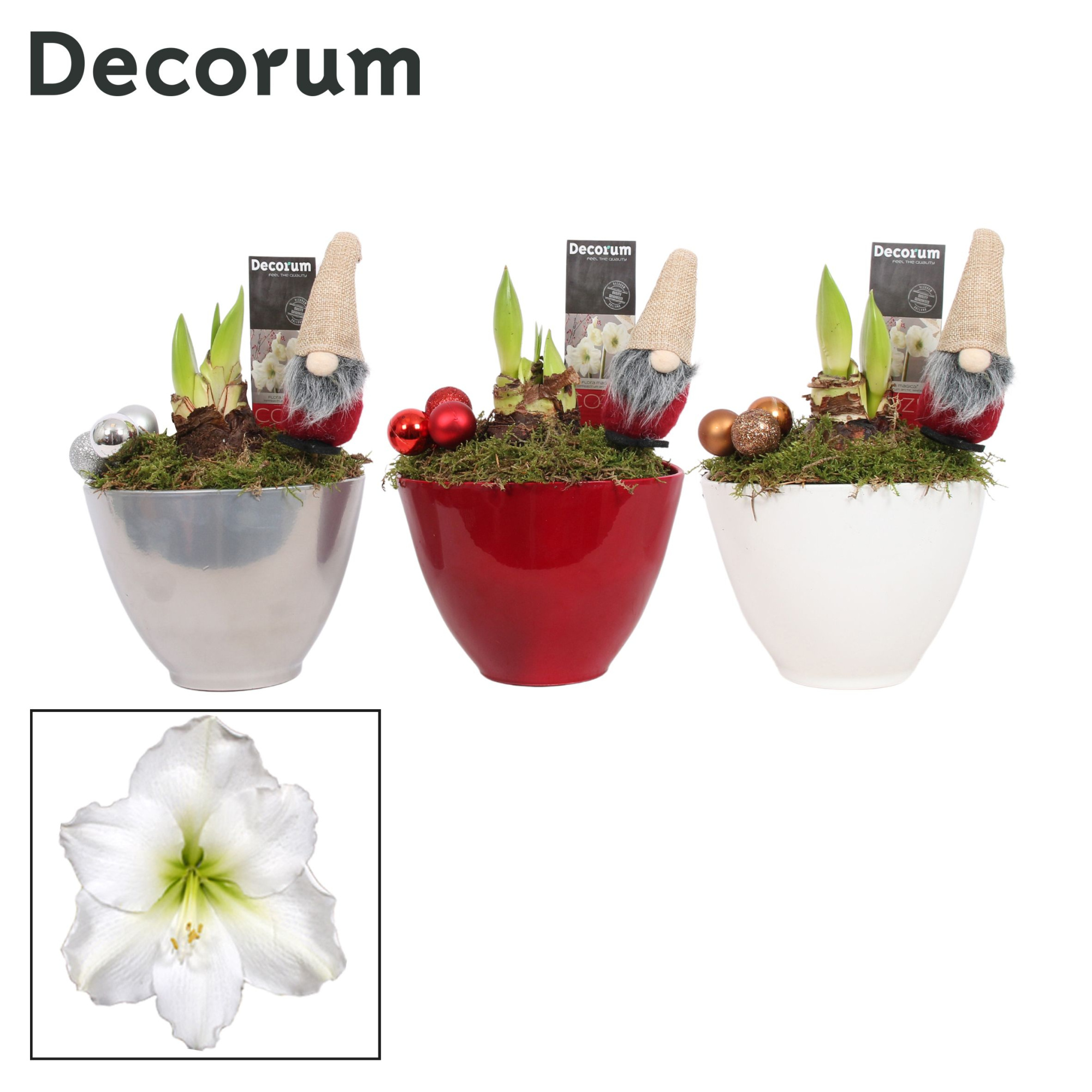 Amaryllis Wit 2 Knop Faja KERST (Decorum), D 12 cm