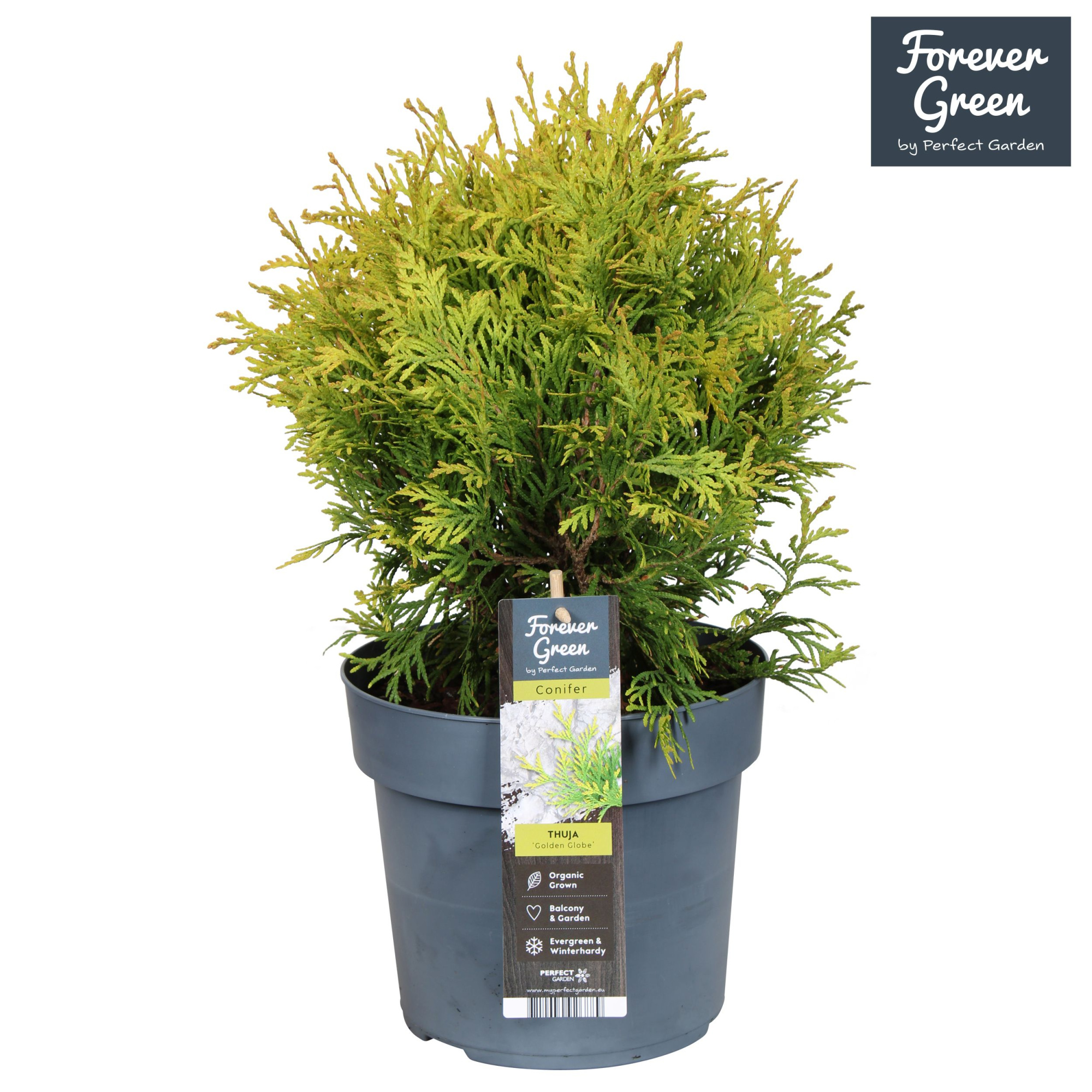 Thuja occidentalis 'Golden Globe' P19, D 19 cm