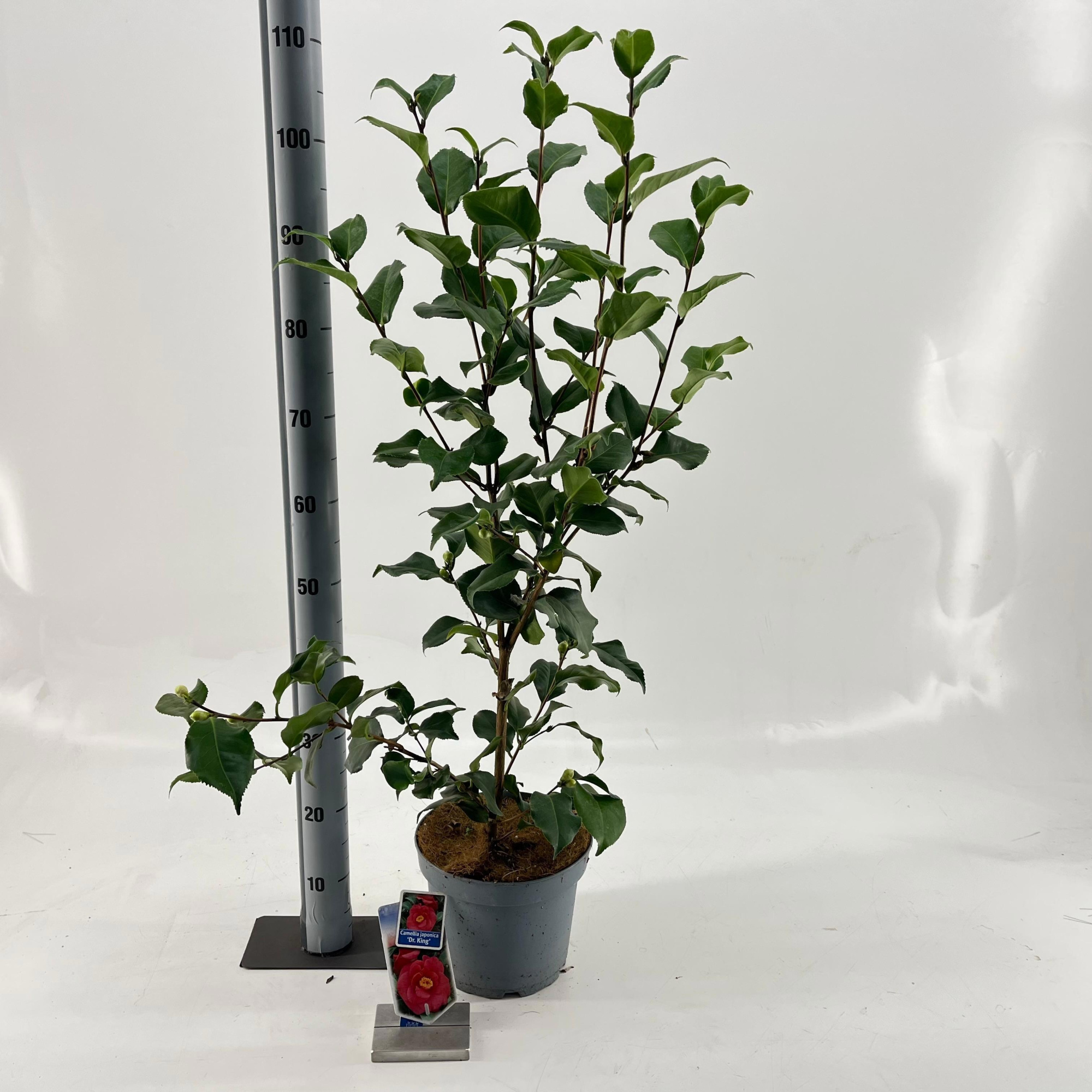 Camellia japonica 'Dr King', D 23 cm