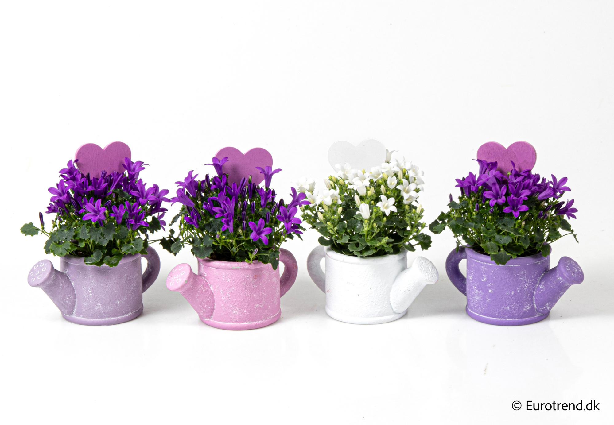 Campanula in Valentine ceramic 2026, D 6
