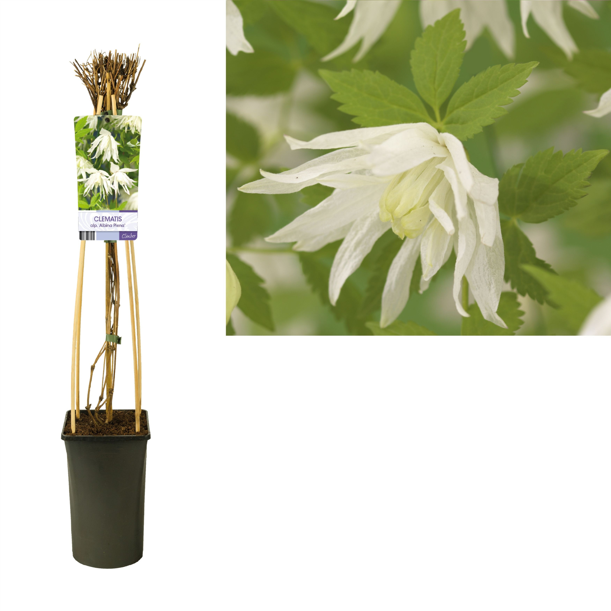 Clematis alp. 'Albina Plena' +light label, D 17 cm