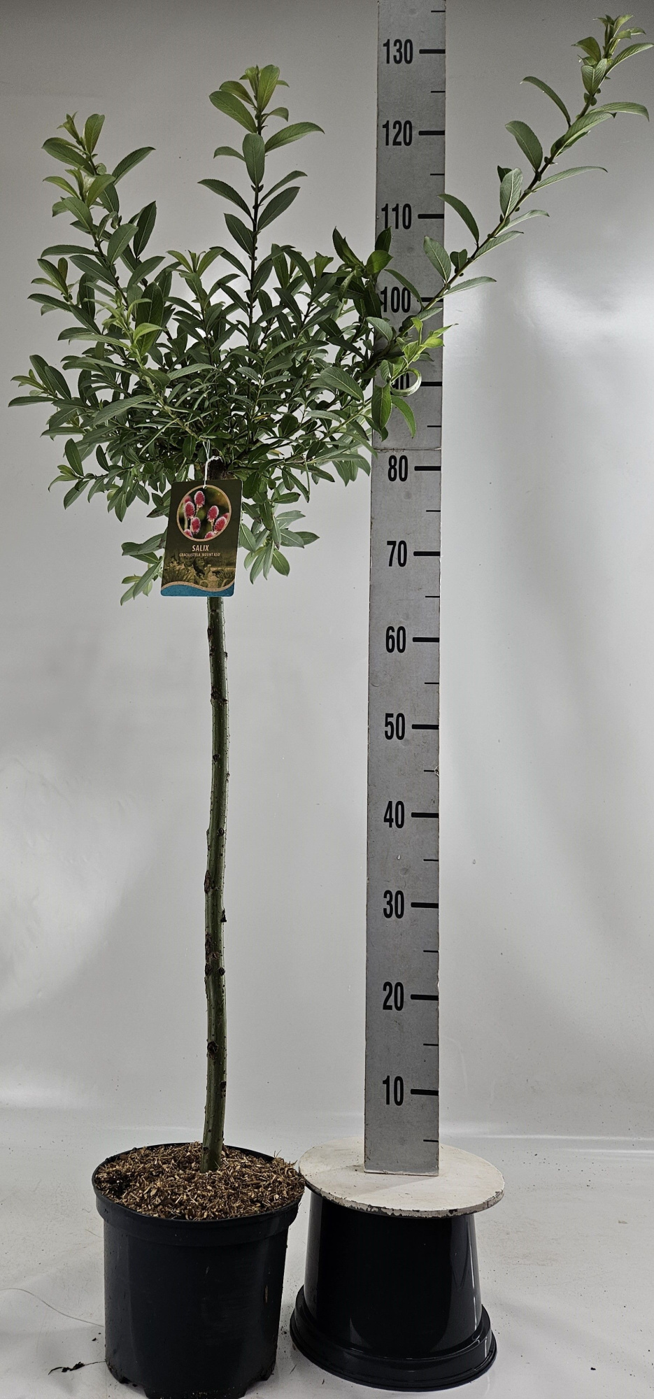 Salix gr. 'Mount Aso' 80cm, D 23 cm