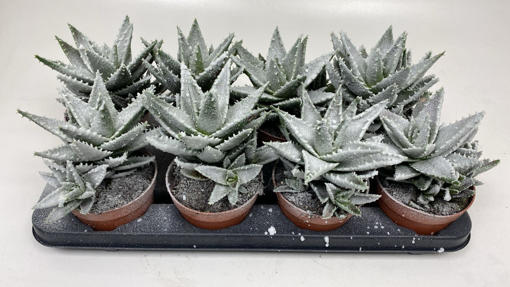 Aloë Frosty, D 12 cm