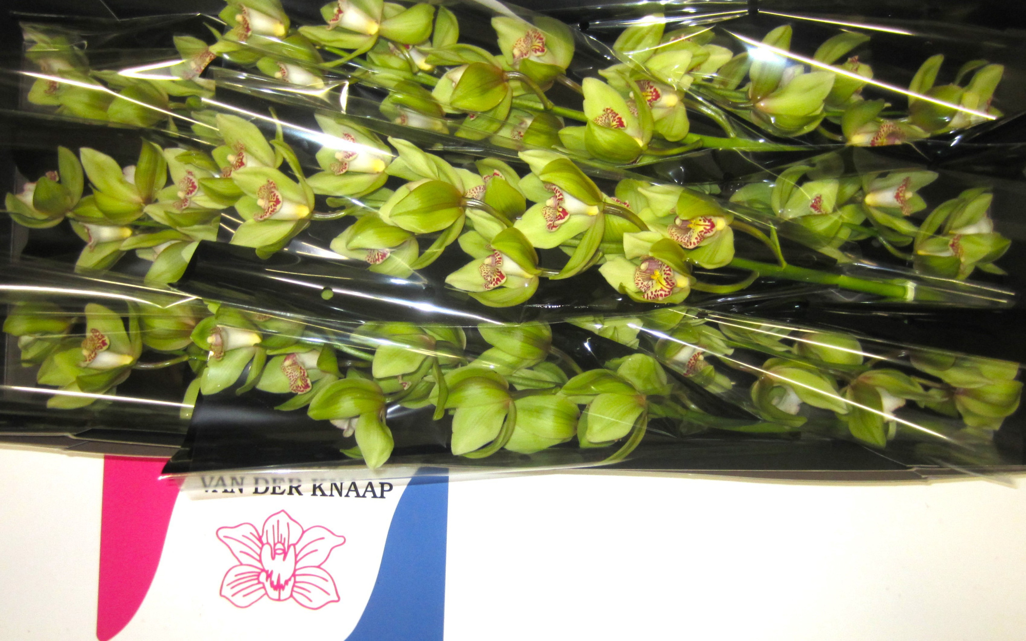 Цимбидиум Мелисса x9 60, шт.