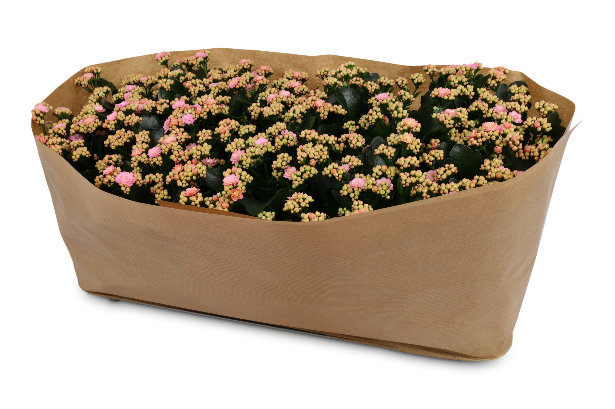 Kalanchoë Perfecta Pink Kraag papier, D 12