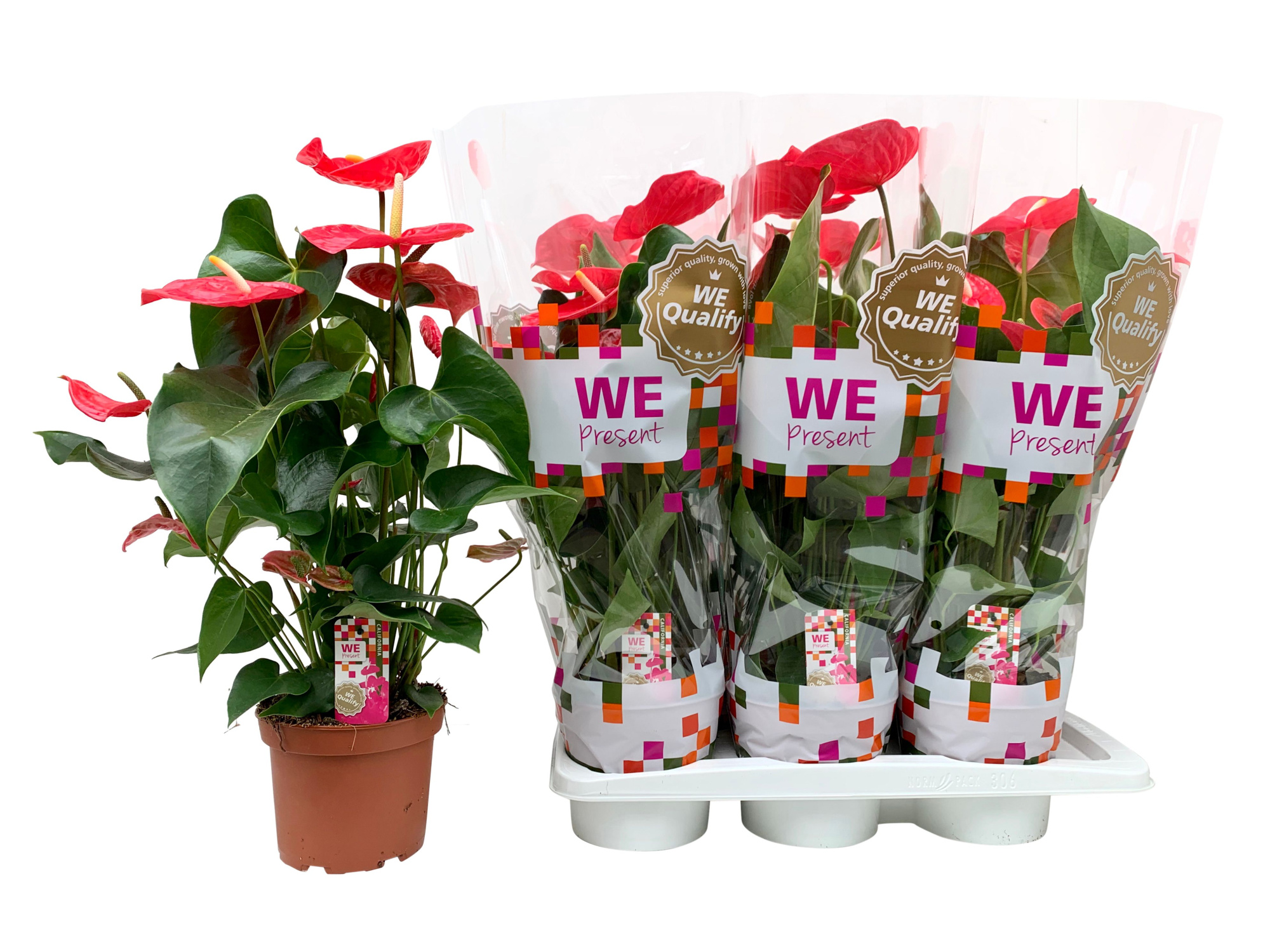 California 17, D 17 cm