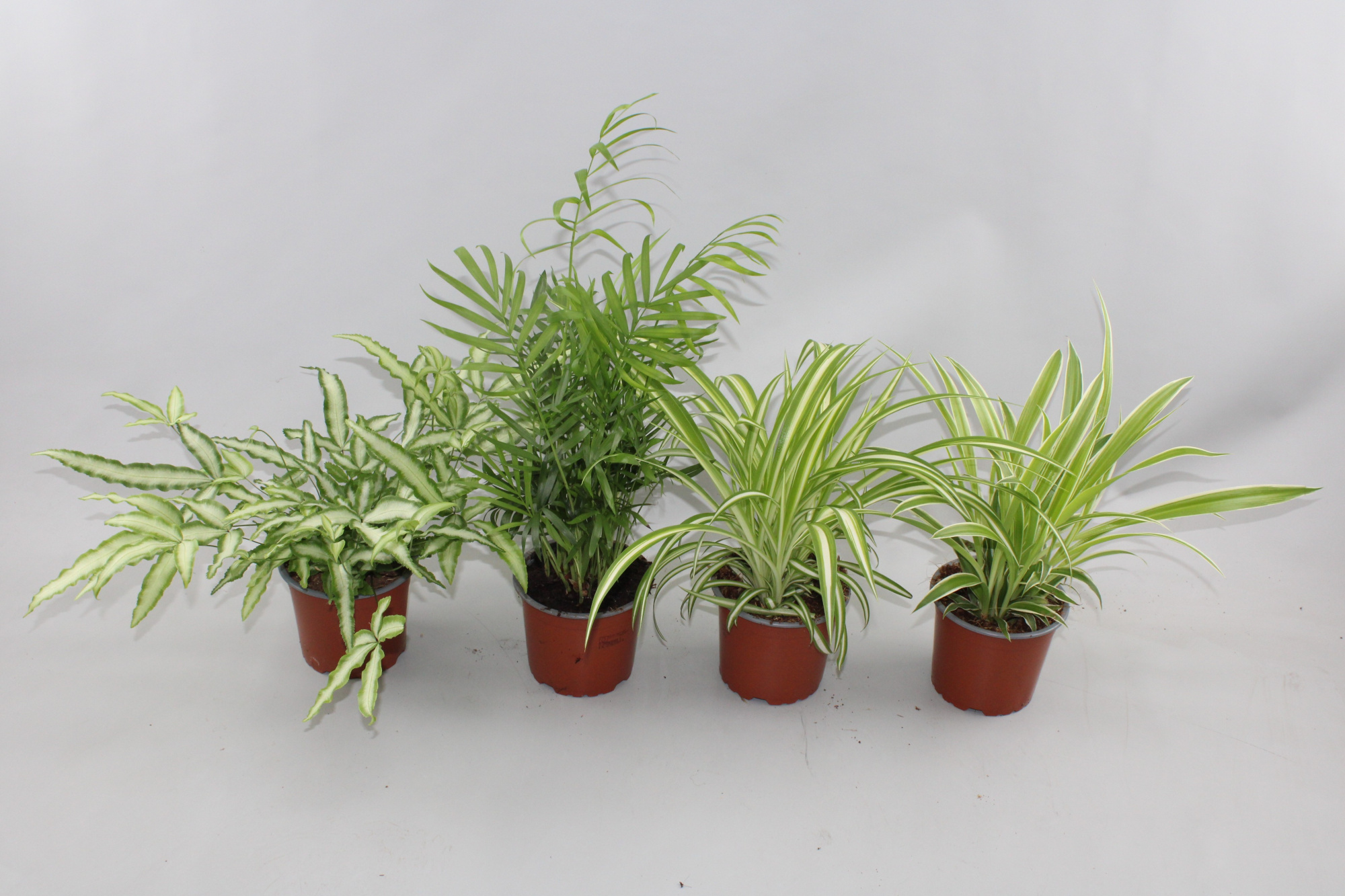 Groenmix 4 soorten 1Chl+1Irish 1Pteris en 1cham, D 12 cm