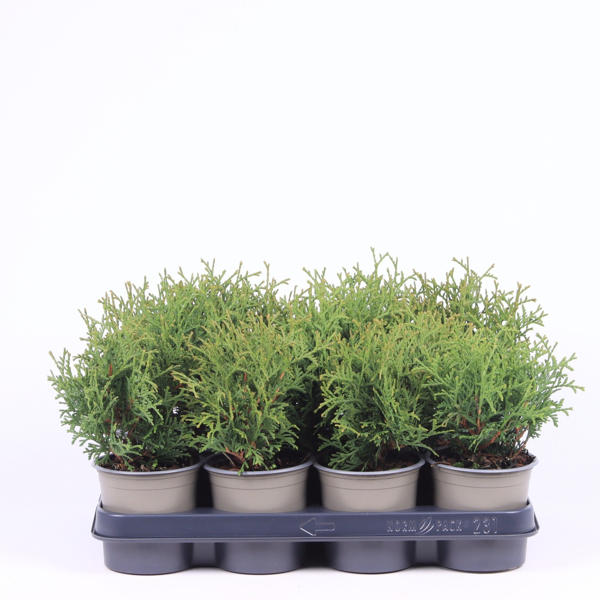 Thuja occidentalis 'Tiny Tim', D 11 cm