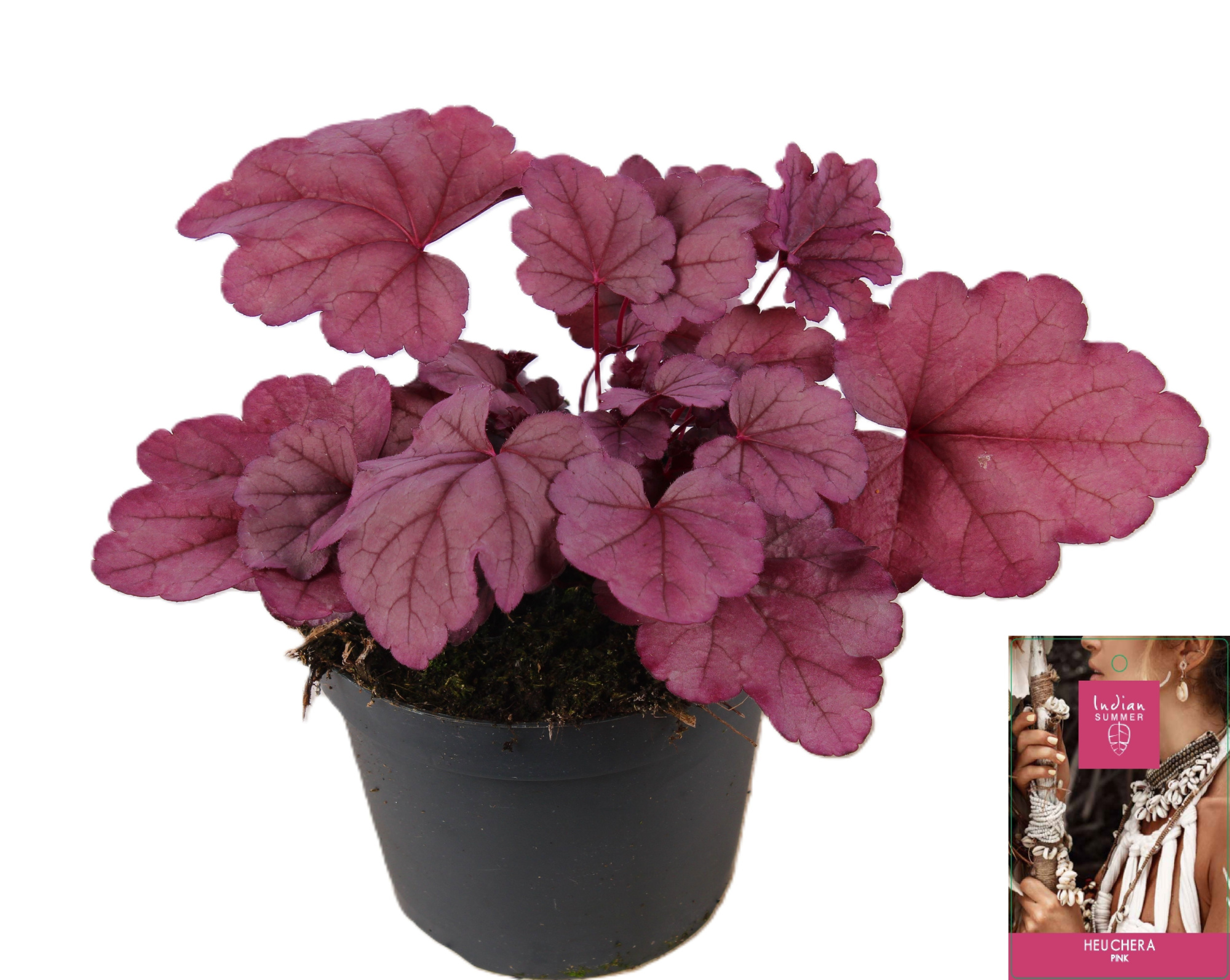 Heuchera Indian Summer Pink, D 15 cm