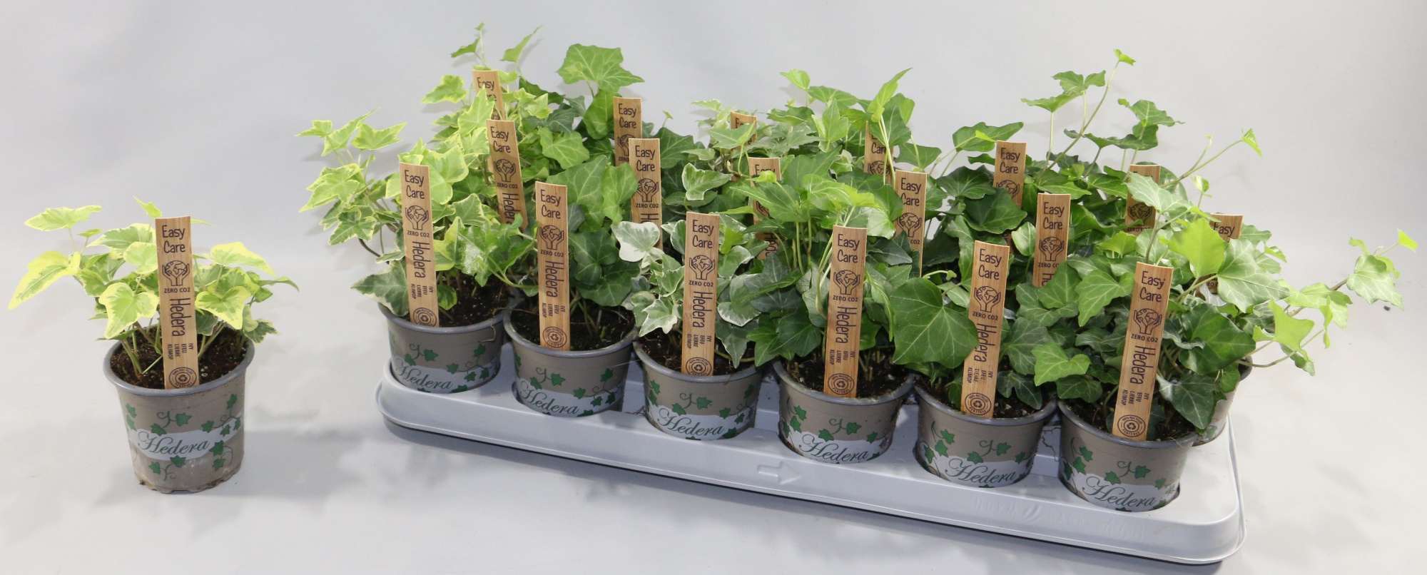 Hedera EASY CARE Bont/Groen 5 Soorten, D 9