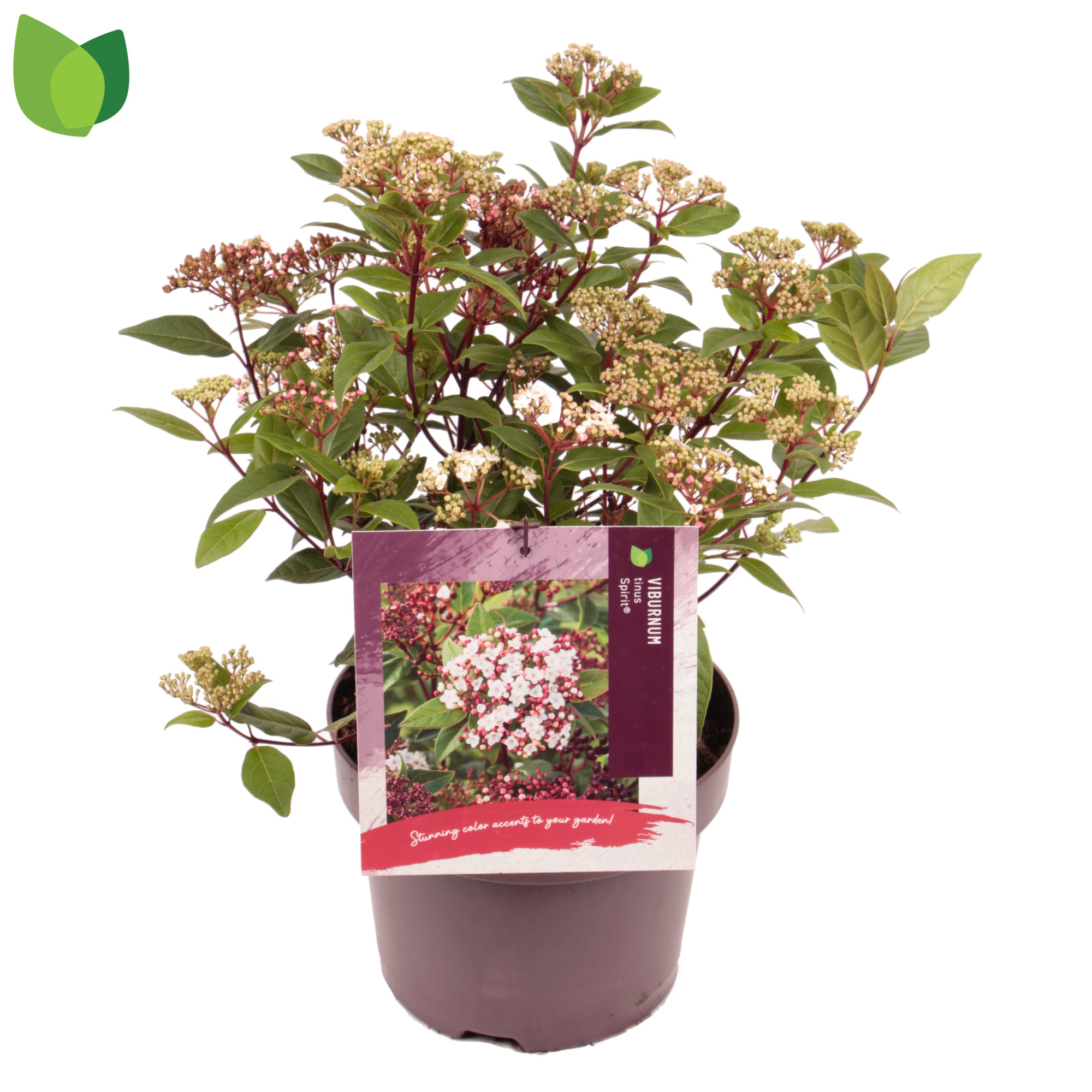Viburnum tinus 'Spirit' C5/P23, D 23