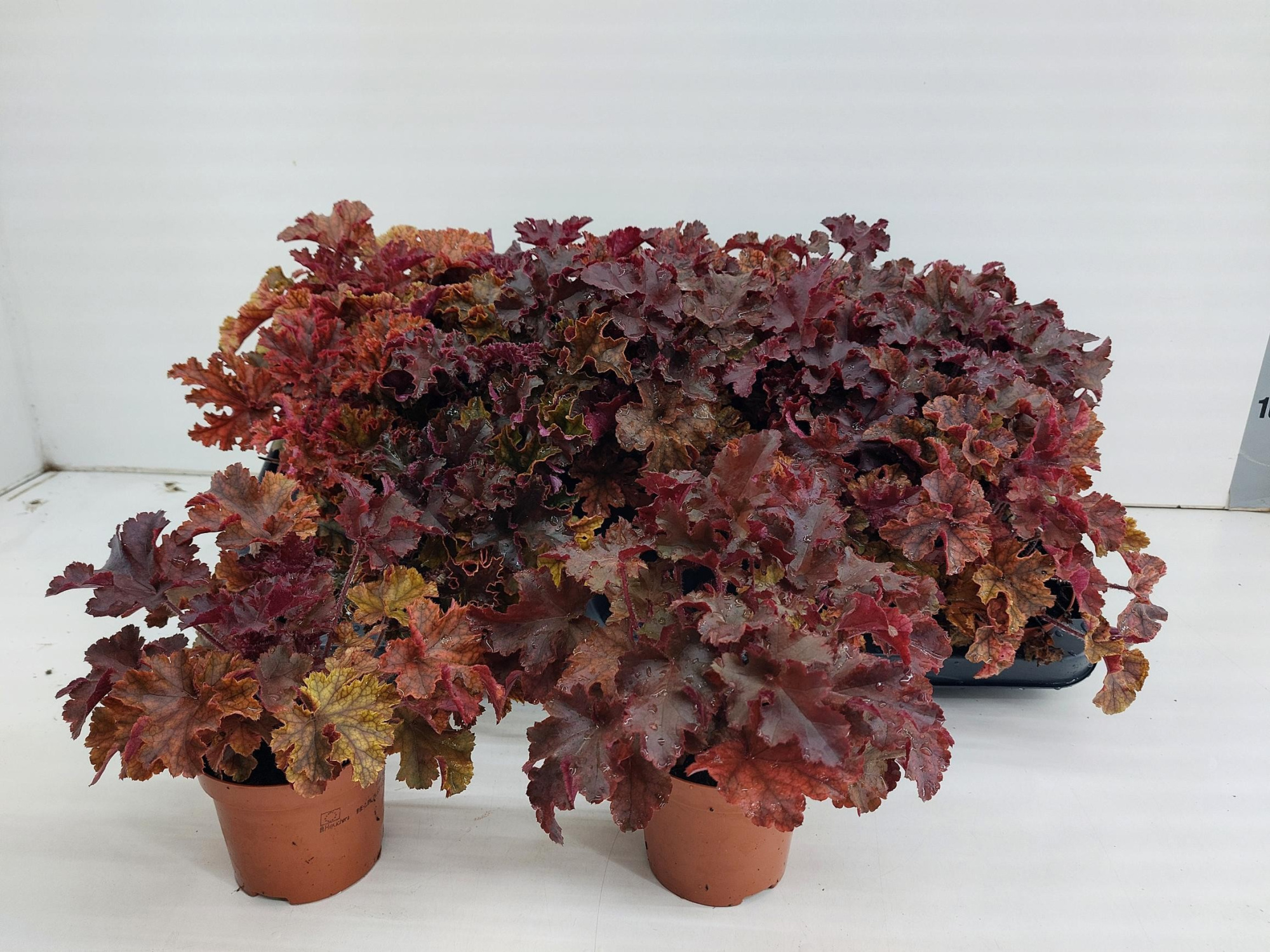Heuchera Americana Melting Fire P9, D 9 cm