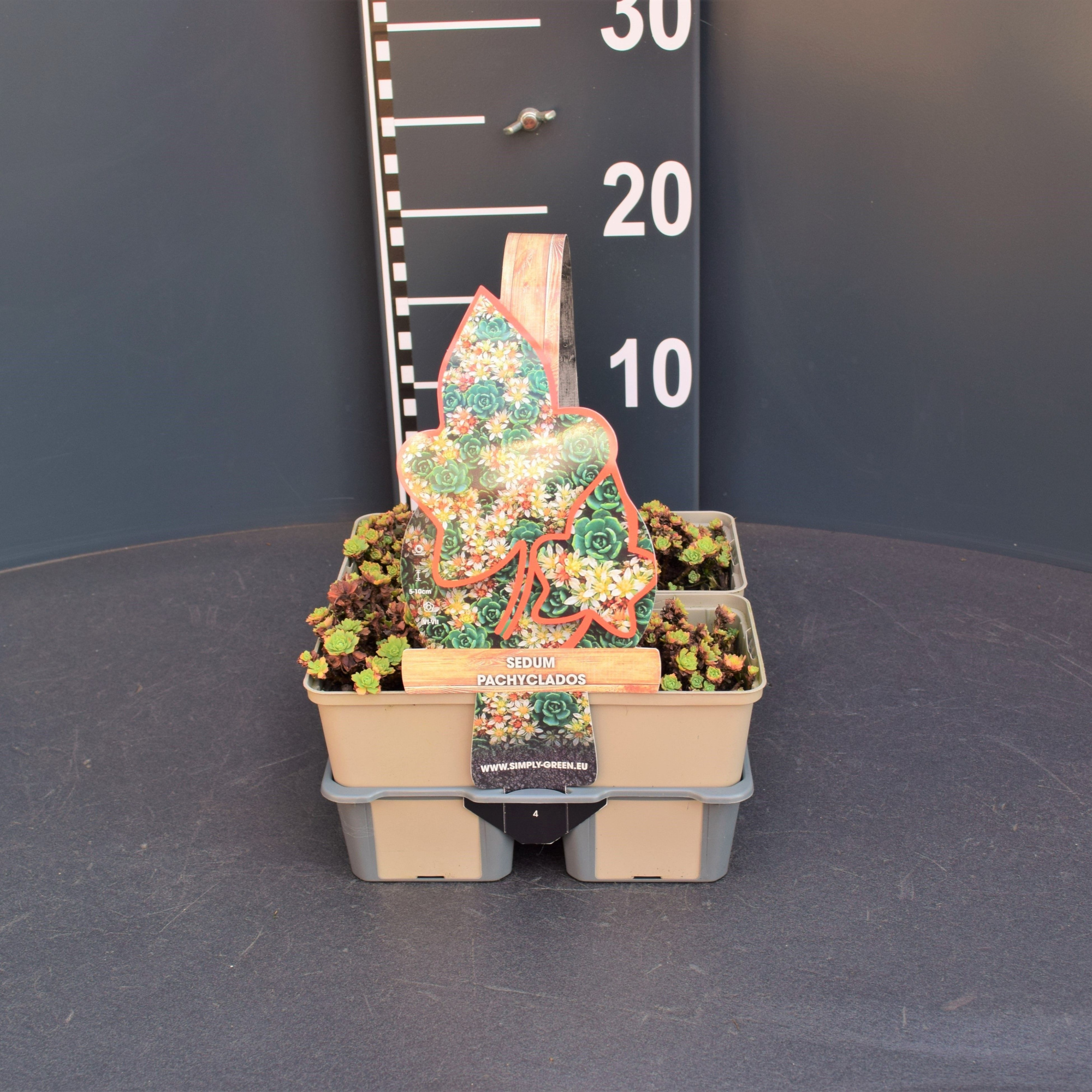 Sedum pachyclados (4-pack), D 9 cm