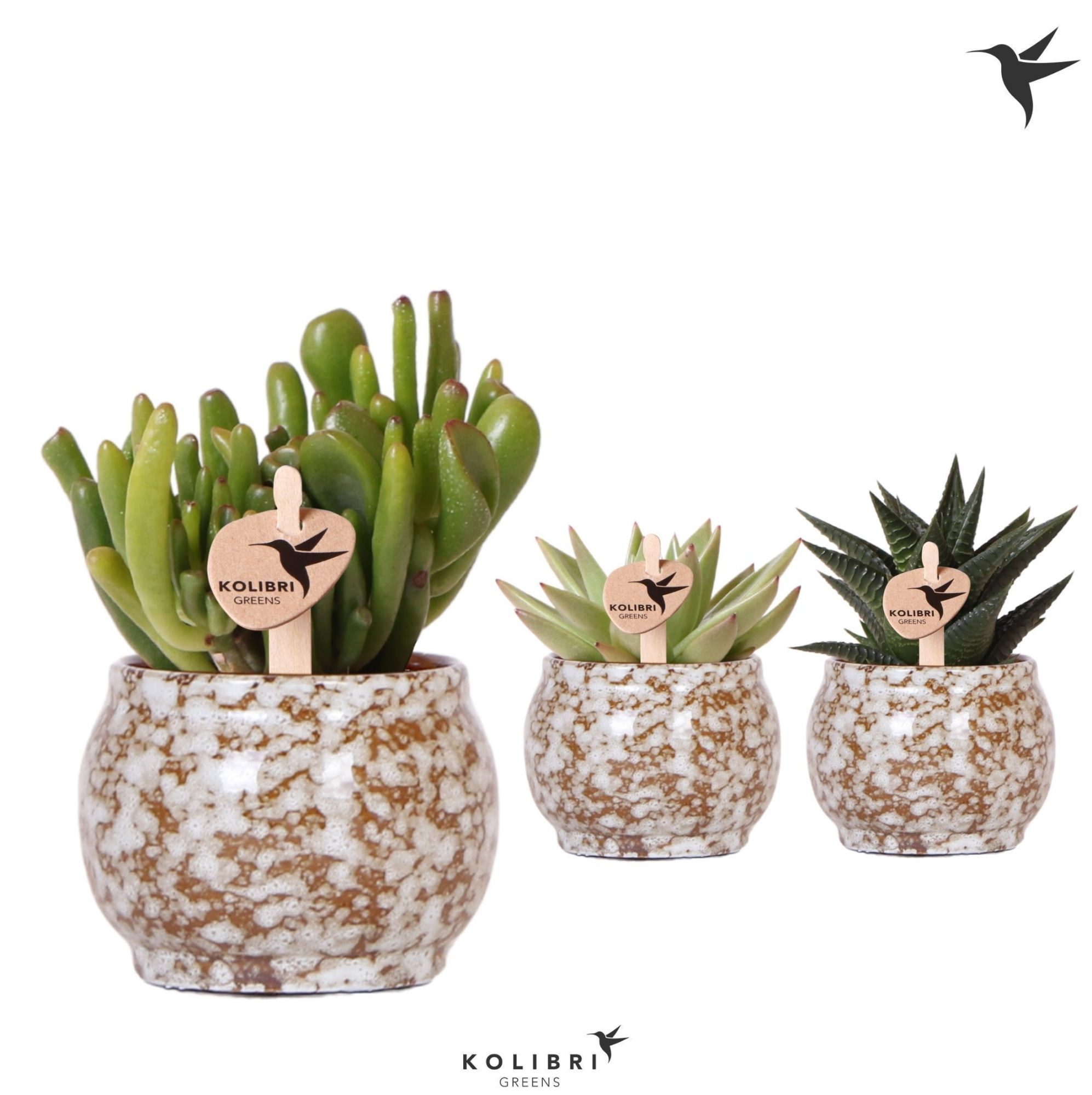 Kolibri Greens Succulenten mix in Safari pot, D 6 cm