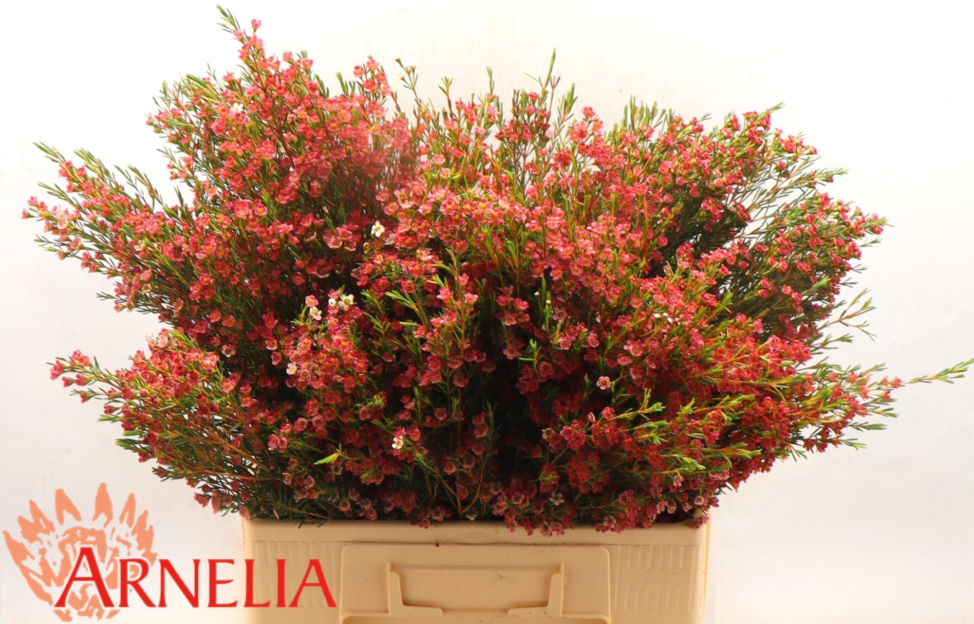 Шамелациум Май Свит Сикстин 60, шт.