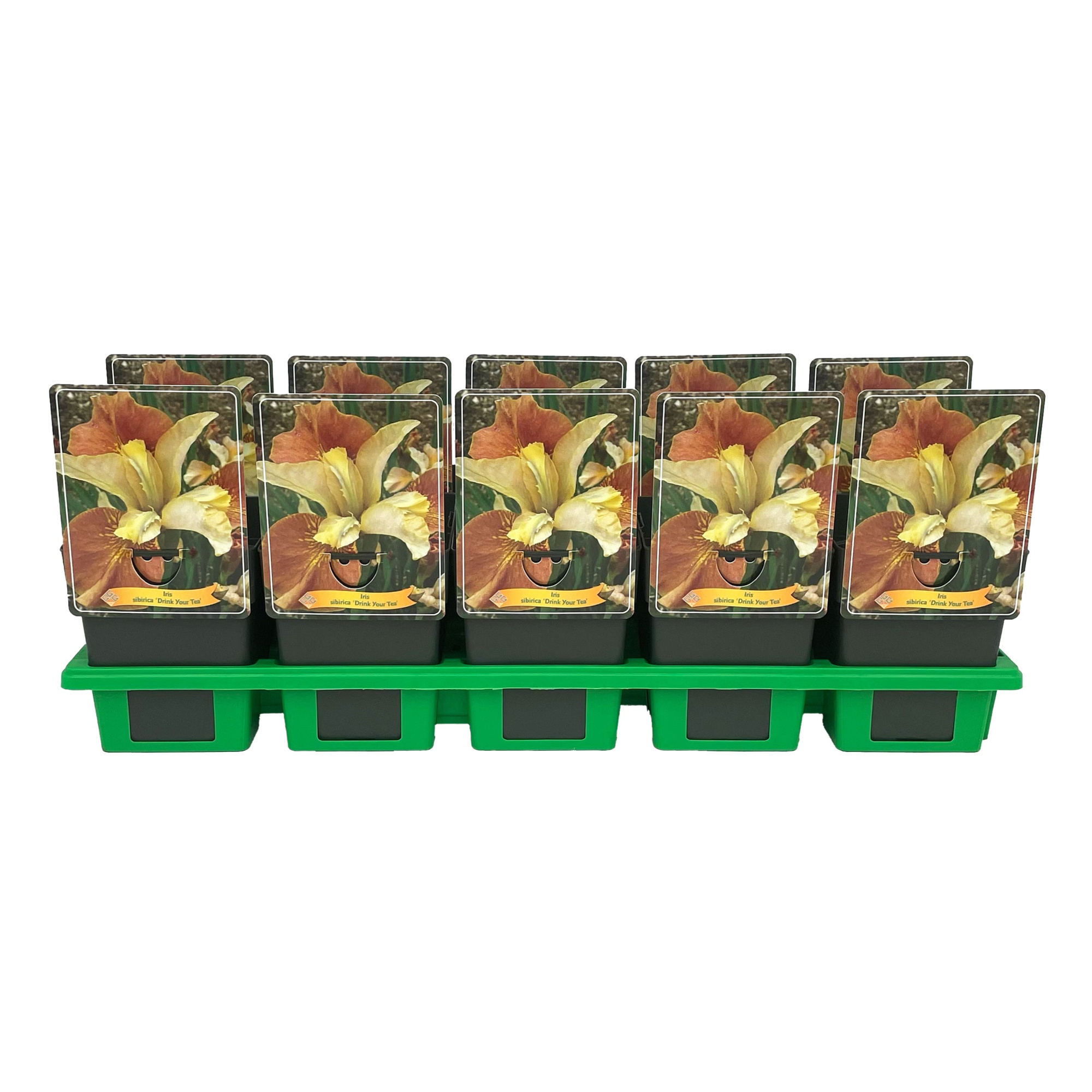 Iris sibirica 'Drink Your Tea' P11, D 11 cm