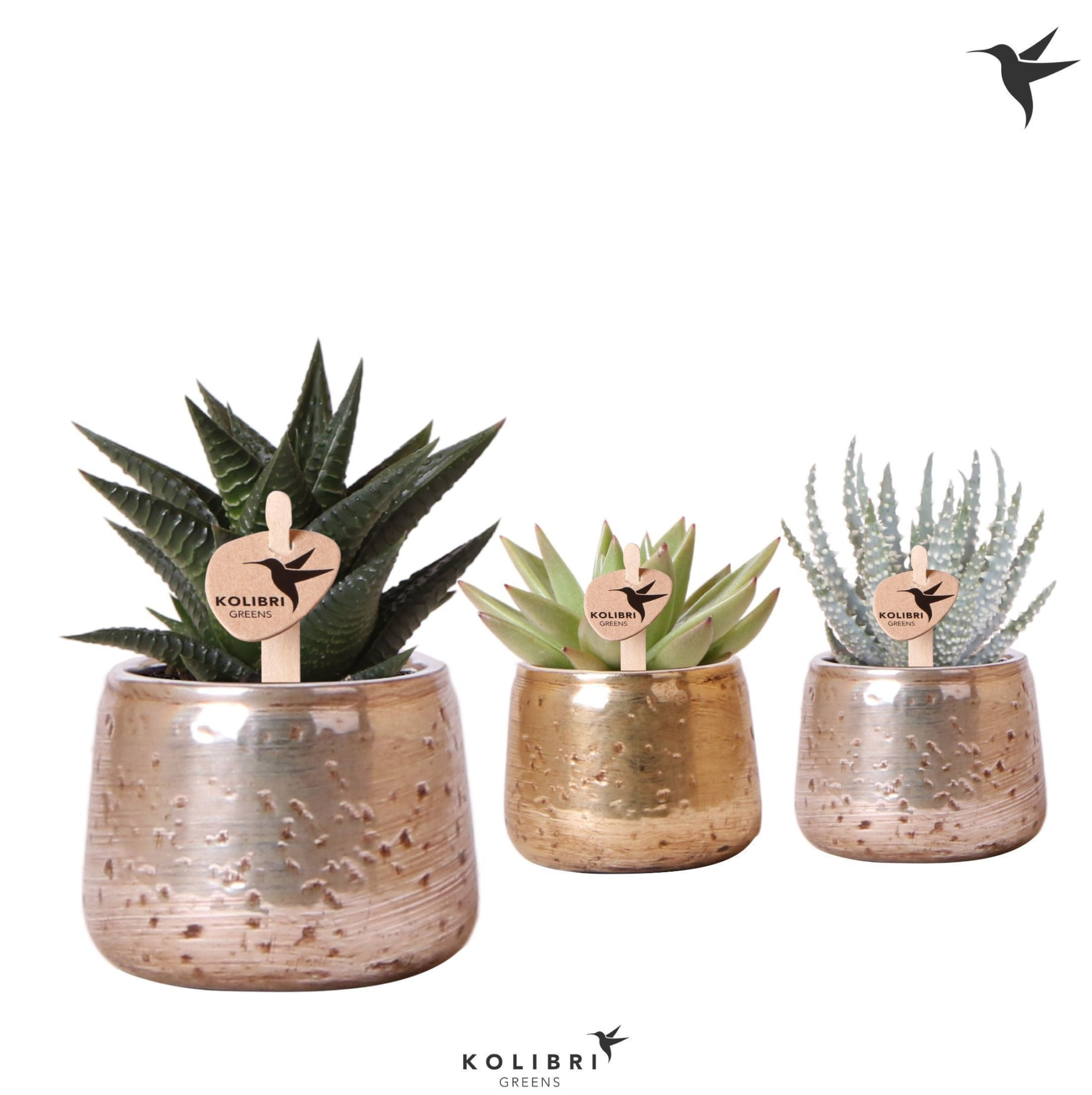 Kolibri Greens Succulenten mix in Luxury pot mix, D 6