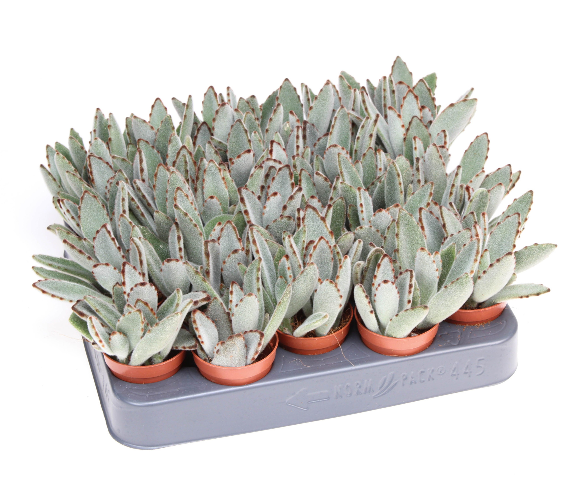 Kalanchoe tomentosa, D 5,5 cm