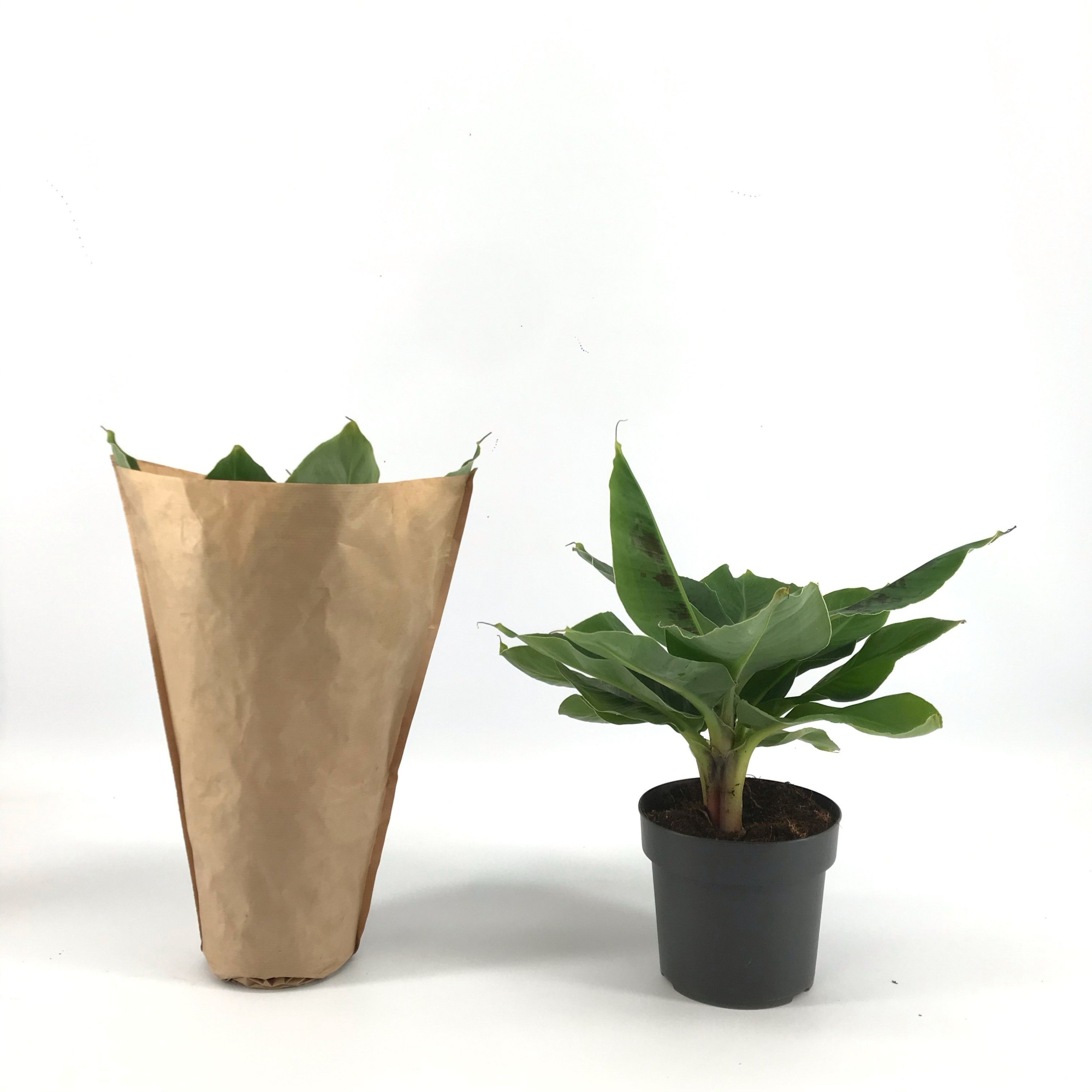 Musa Tropicana p17 KRAFT hoes, D 17