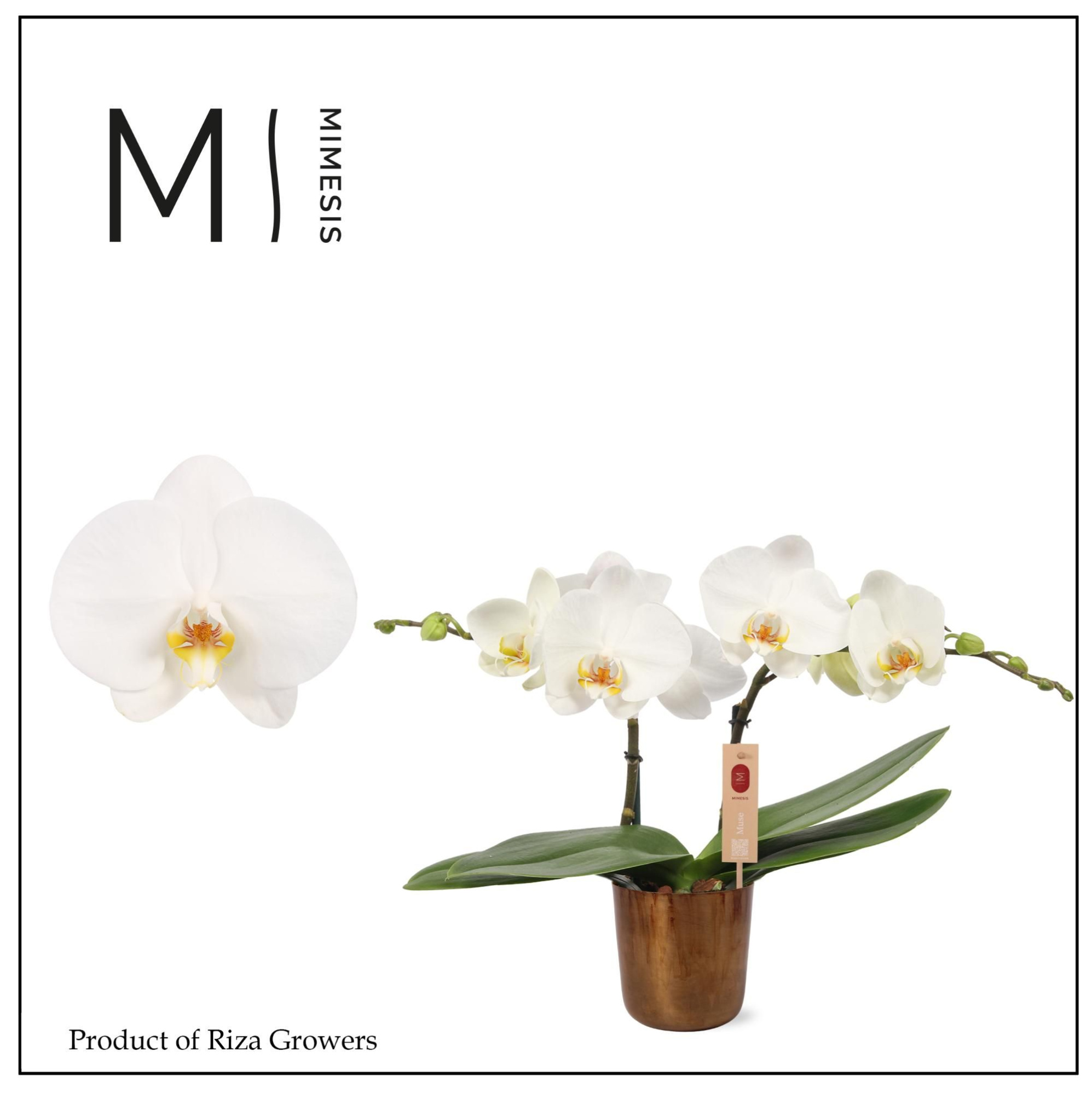Mimesis Phal. Spirit White - 2 spike 12cm in Jess Old Camel Metal, D 12 cm