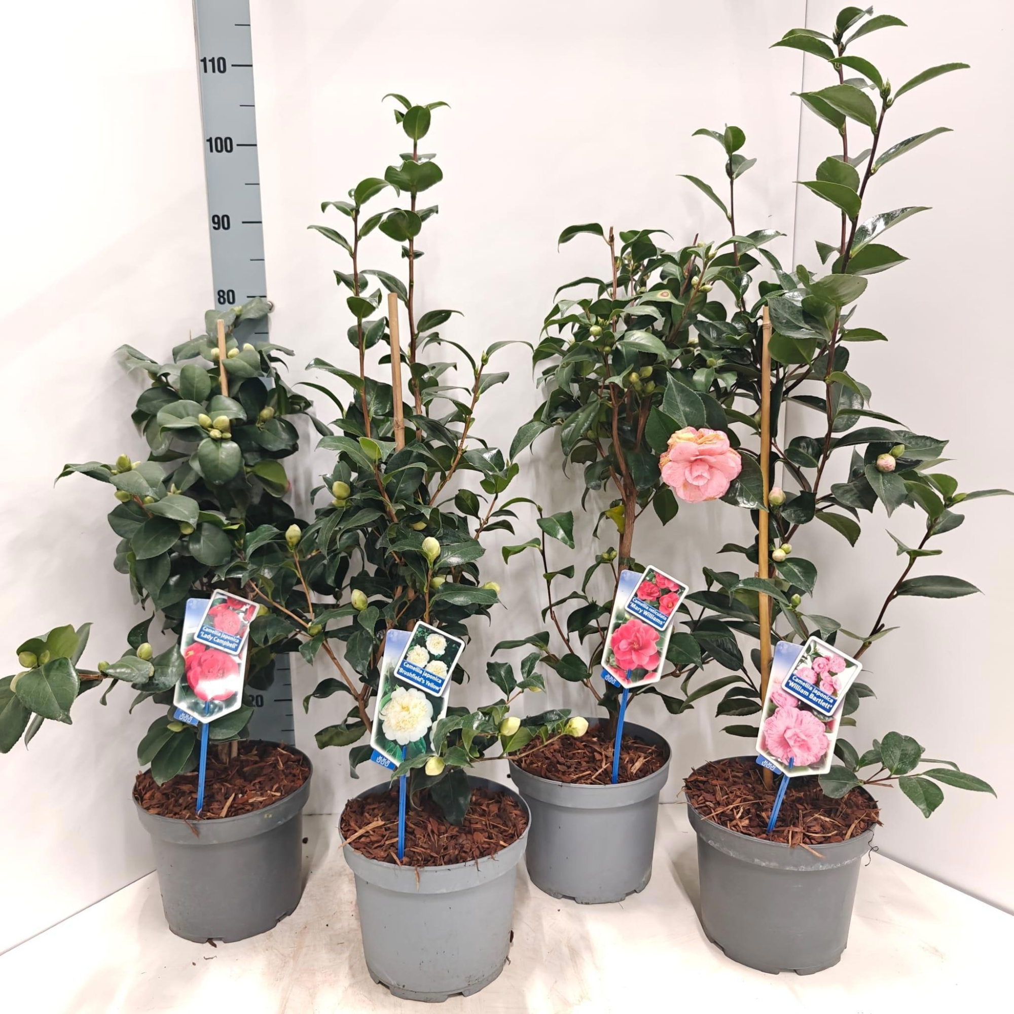 Camellia mix (minimum order one layer), D 23