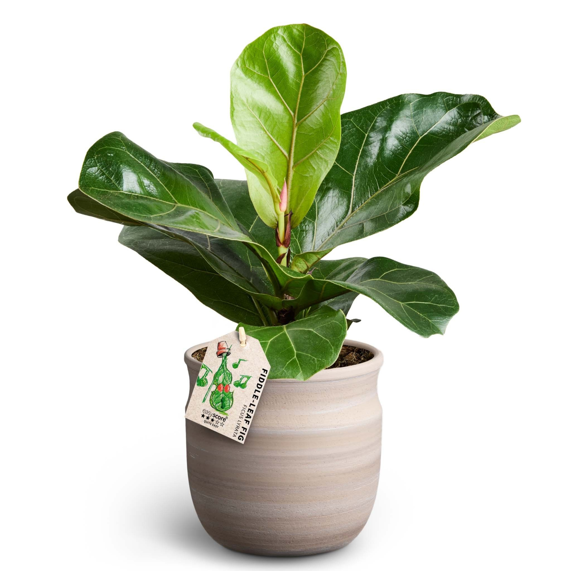 Maceta, Ficus lyrata, D 12 cm