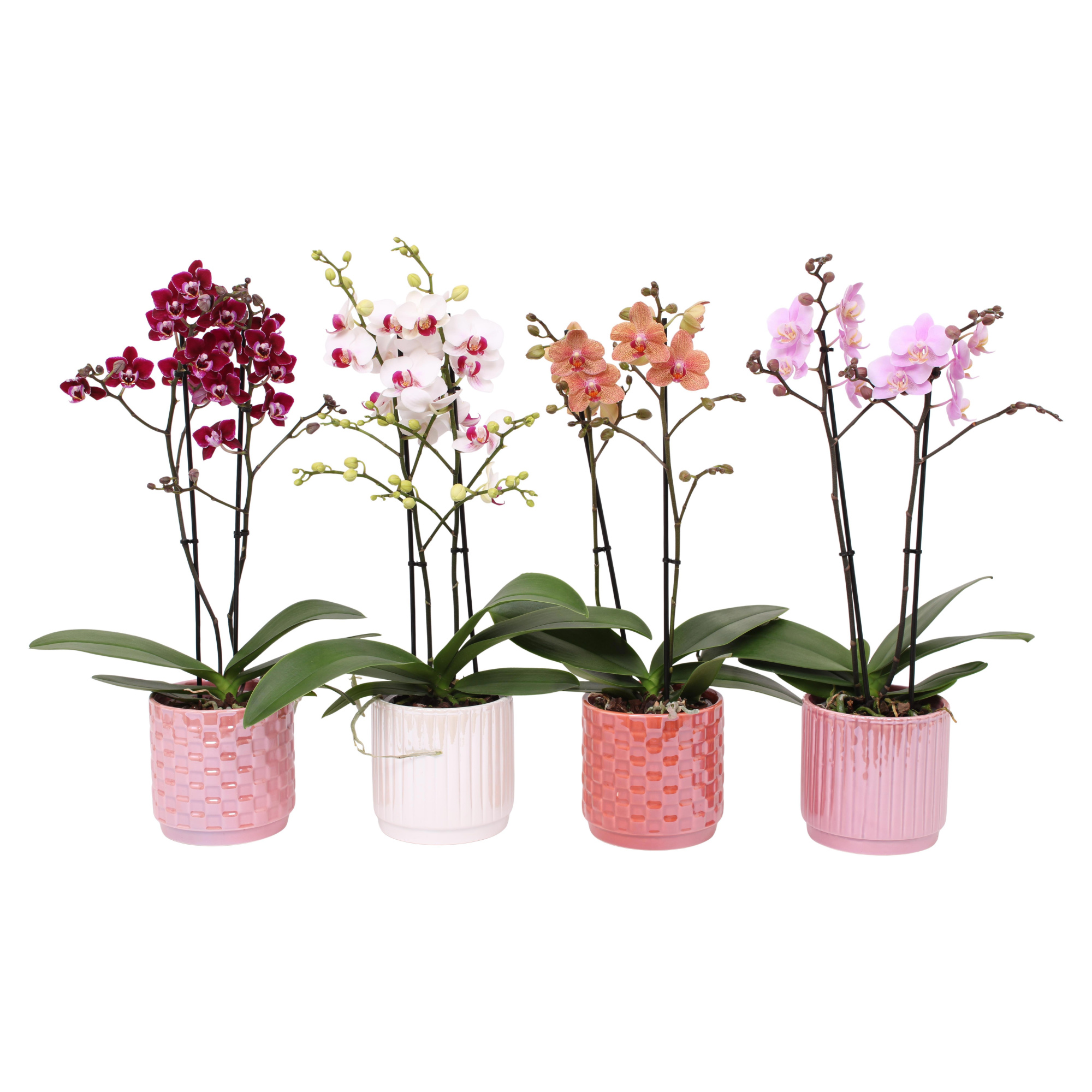 Phal. Multiflora 2-tak mix in keramiek BGC060, D 12