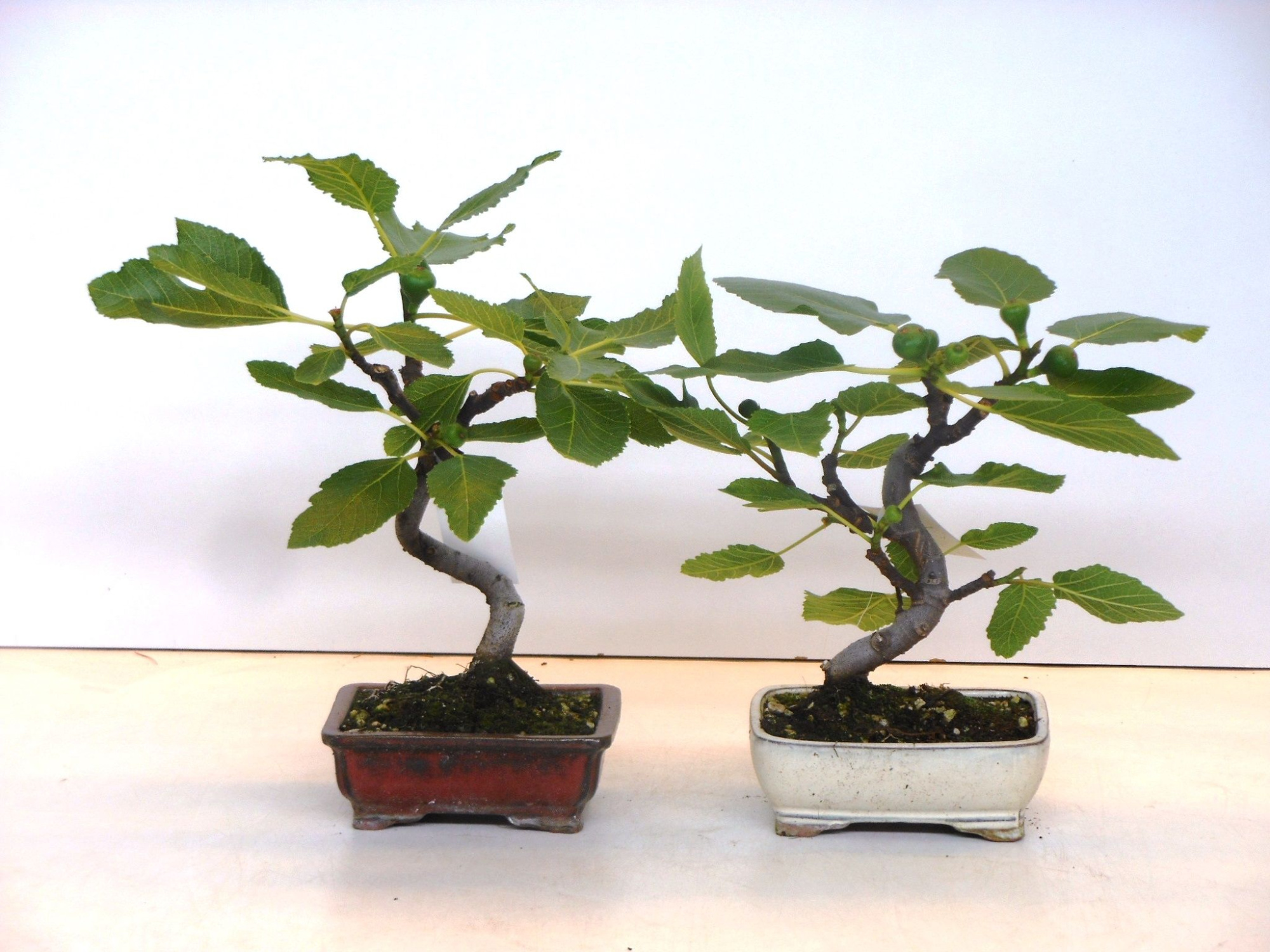 ficus carica, D 16 cm