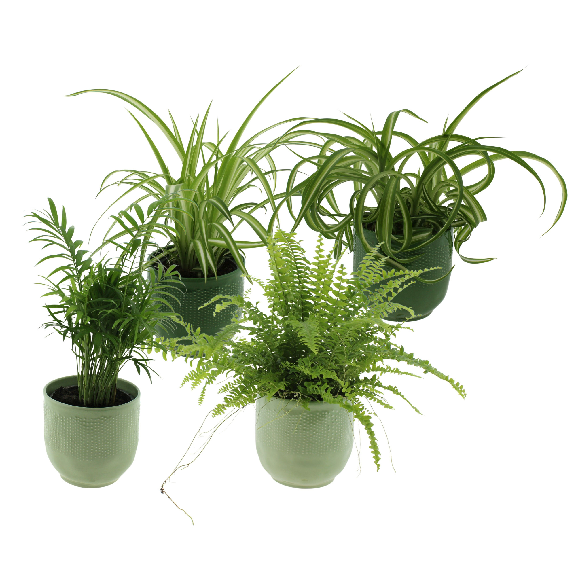 Groene planten mix in keramiek Var, Cham, Chloro var en bonnie, D 12 cm