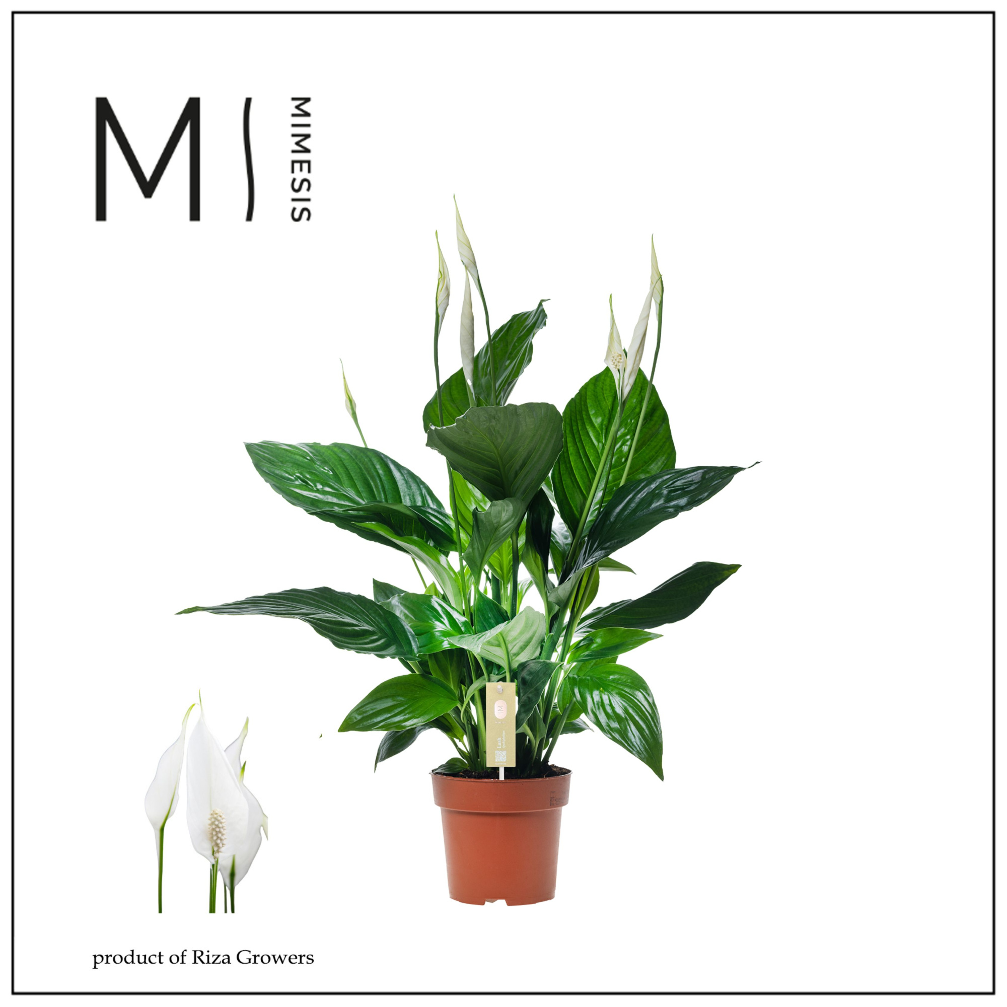 Spathiphyllum Sweet Ricardo - 13cm | Mimesis, D 13 cm