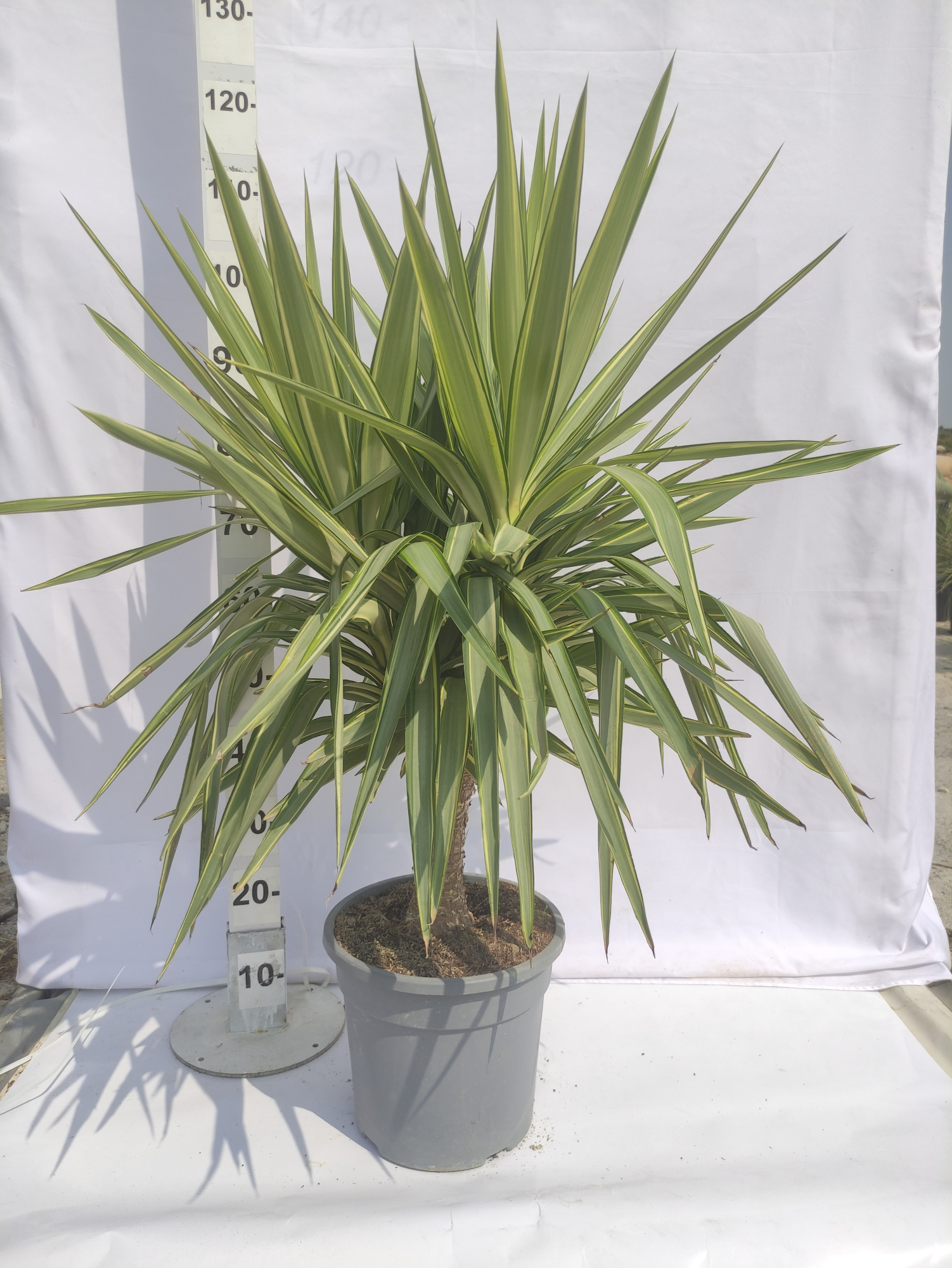 Yucca Jewel Stam, D 25 cm