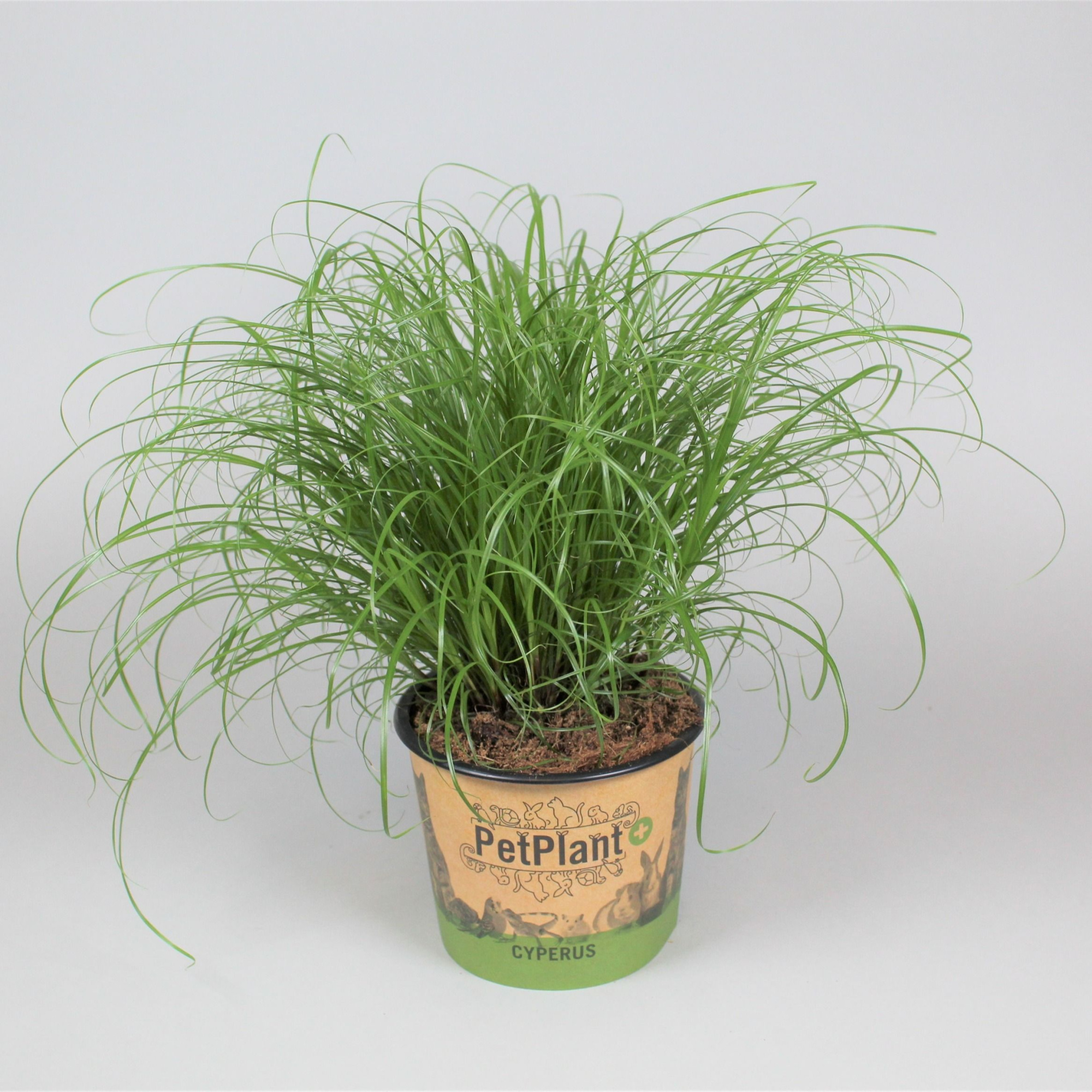 Cyperus alternifolius Zumula PetPlant potcover, D 12 cm