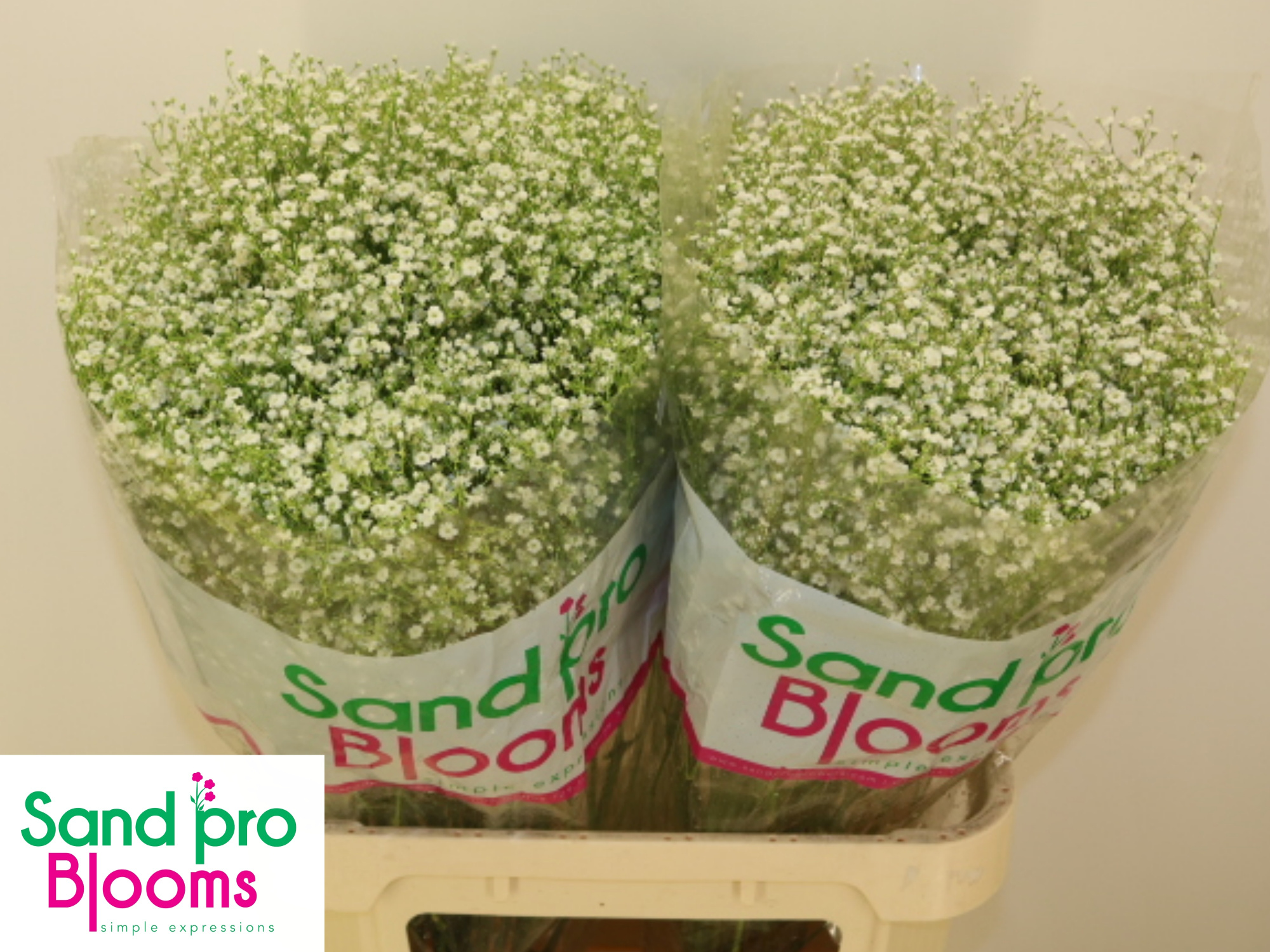 Гипсофила Дискавери 80 (бел.), шт.