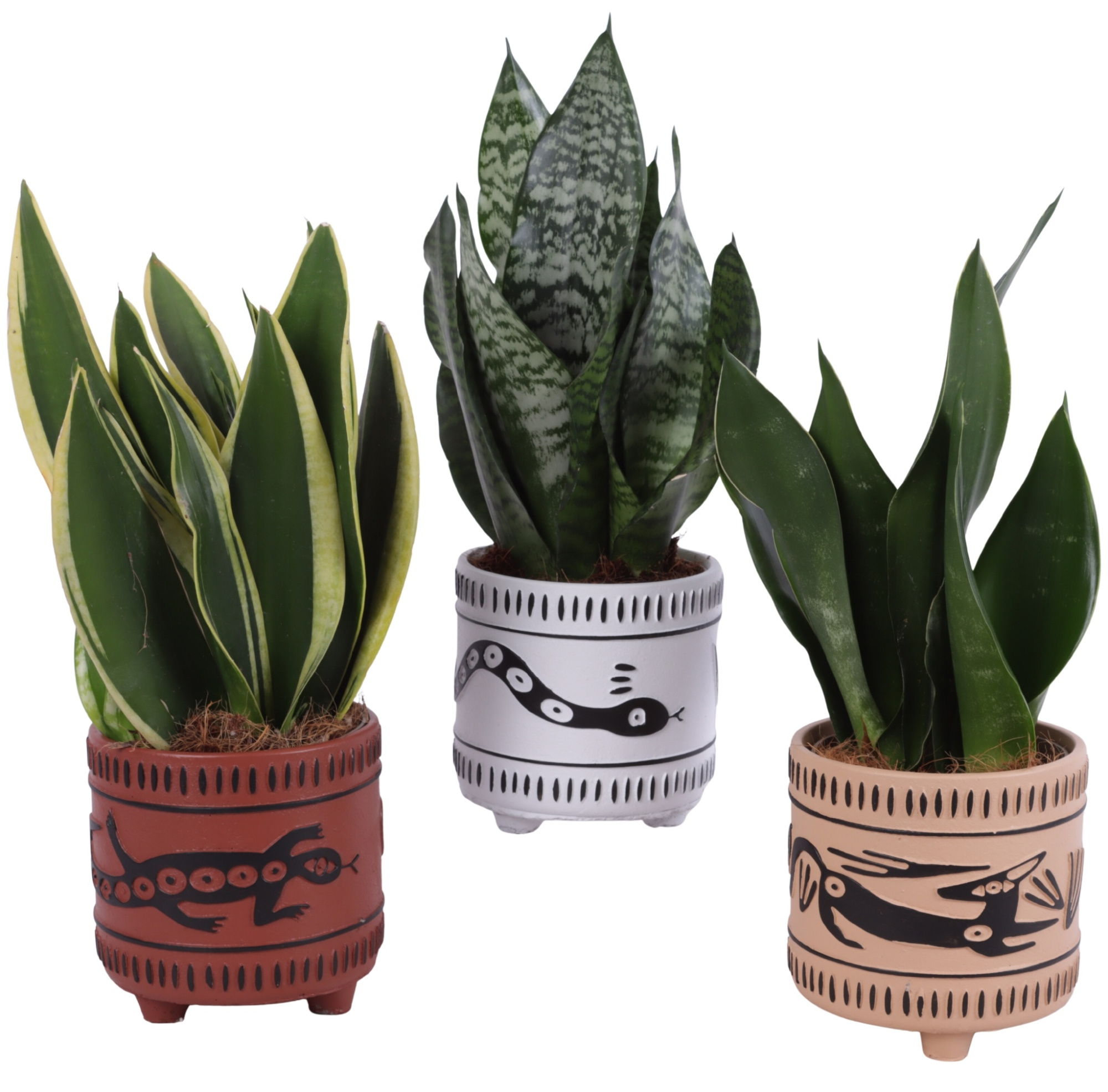 Sansevieria mix Ø12cm in Ø14cm Ceramic EV664, D 14